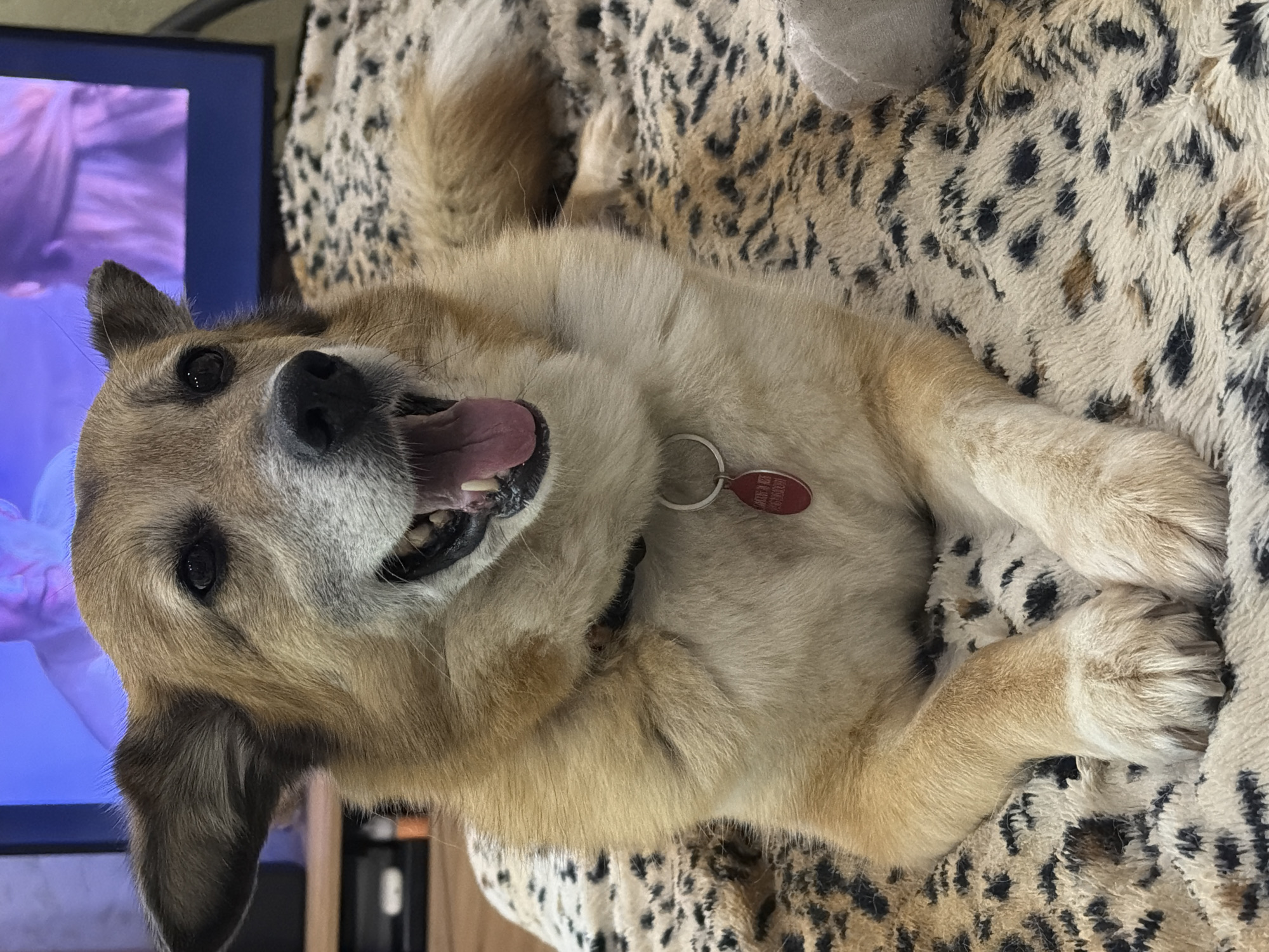 A medium-sized dog with tan and white fur is lying down on a patterned blanket. The dog is looking directly at the camera with its mouth open and tongue visible. It is wearing a red tag on a collar. In the background, a television screen is visible. The scene appears to be indoors.