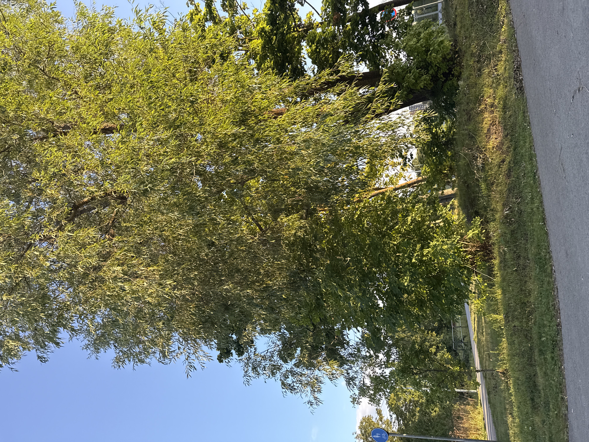 A photograph taken from a low angle shows a tree with green leaves against a clear blue sky in Tallinn, Estonia. The tree is in the foreground on the right side of the image. A paved path runs along the bottom of the image. To the left of the tree, there is another tree and a signpost with a bicycle and pedestrian symbol. The background consists of more trees and a fence. Sunlight illuminates the leaves of the tree.
