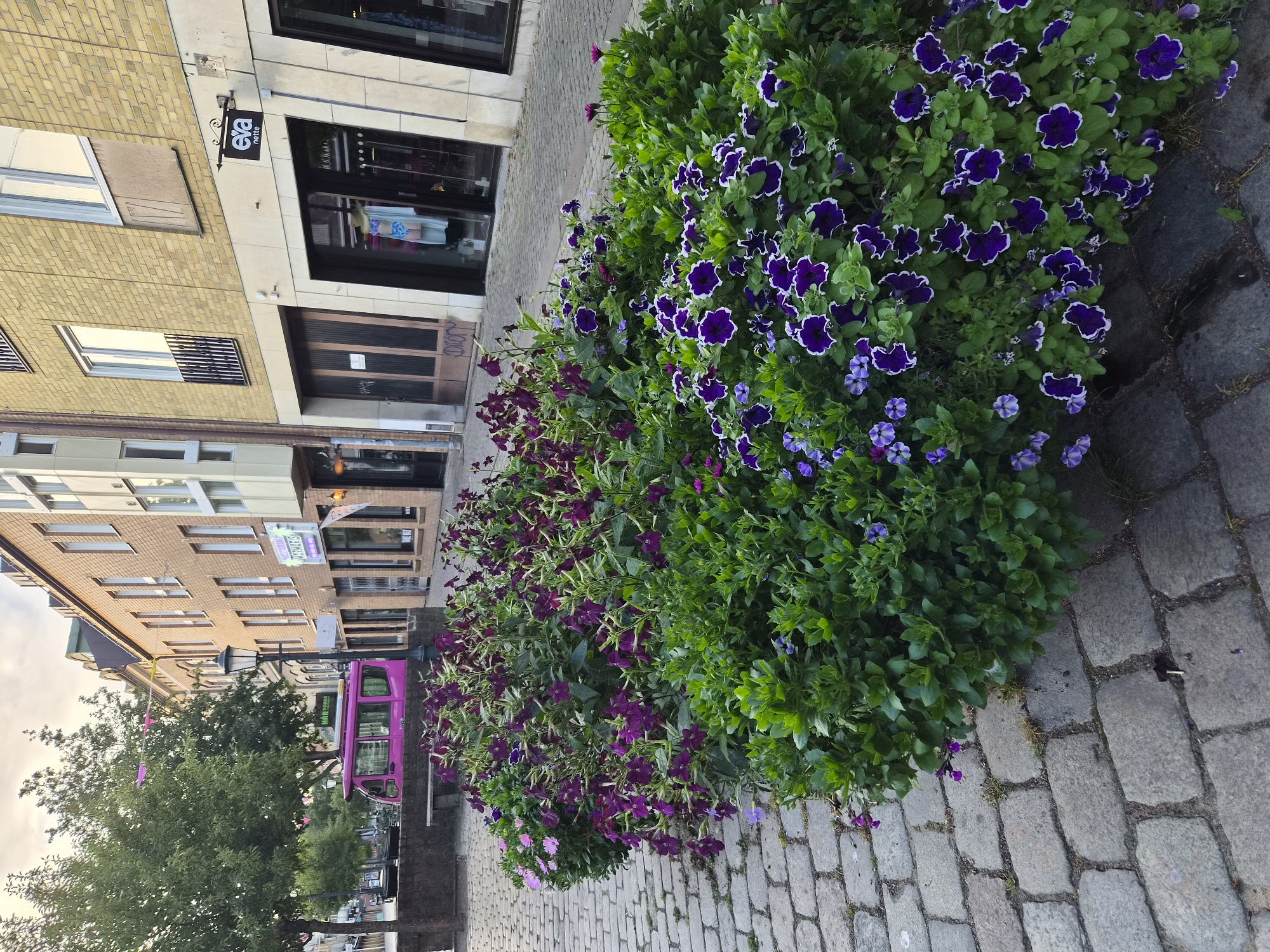 The image shows a street scene in Varberg, Sweden, featuring a cobblestone sidewalk lined with lush flowerbeds. In the foreground, vibrant purple and pink flowers are in full bloom, creating a colorful contrast with the gray cobblestones. Behind the flowers, a row of buildings with yellow brick facades and large windows lines the street. One building prominently displays a sign for "Eva Nette." Further down the street, a bright pink van is parked. The sky above is overcast, suggesting a temperate climate. The overall scene depicts a well-maintained urban environment with a focus on natural beauty.