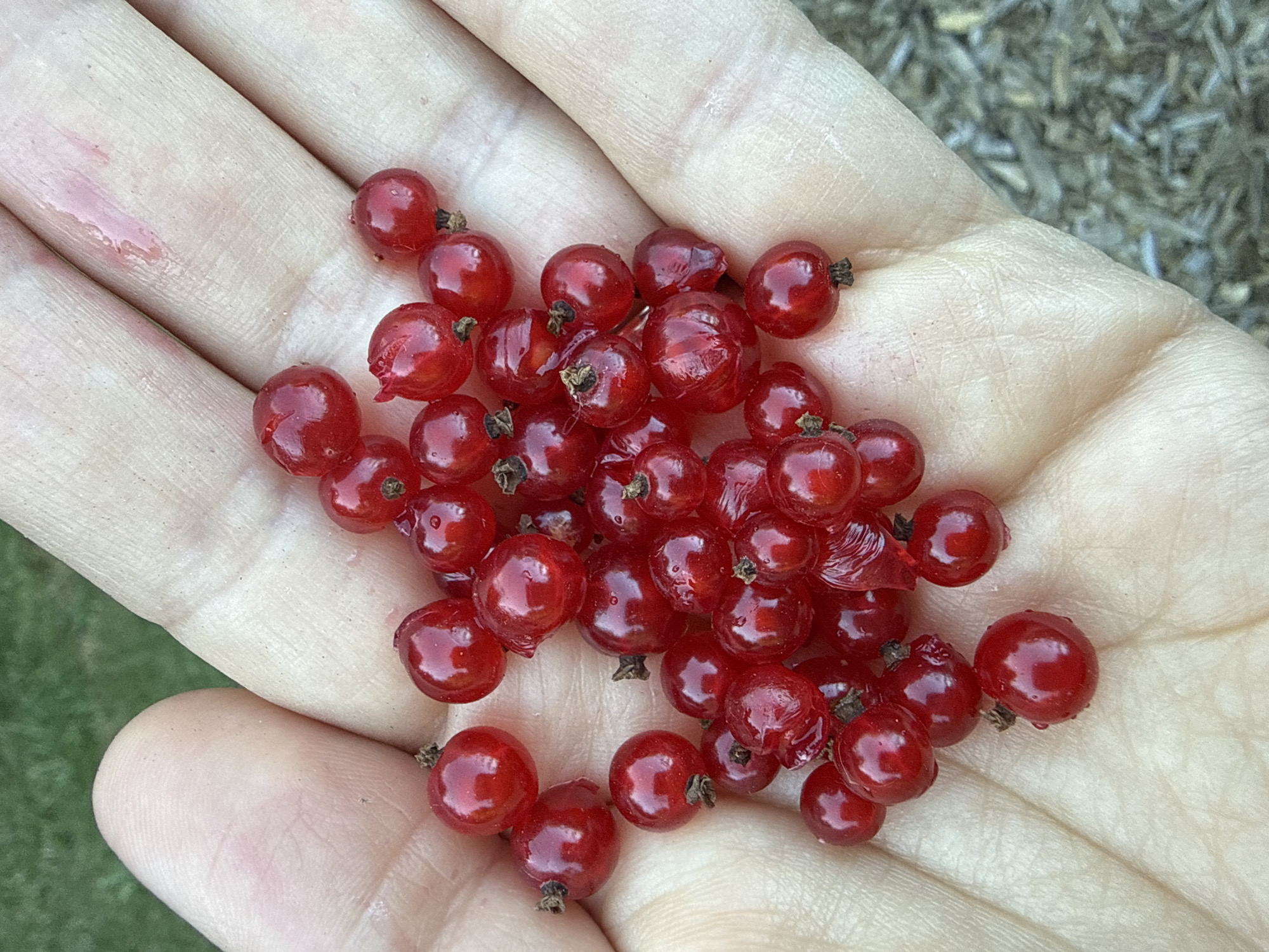 A close-up, top-down shot shows a person's left hand cupped and holding a pile of ripe red currants. The currants are round, plump, and a vibrant red color, with some appearing slightly translucent and showing tiny stems. The skin of the hand is visible, with prominent lines and a pale tone. The background is blurred, with the soft green of grass in the upper left corner and a textured, muted brown and gray surface in the lower right, possibly gravel or mulch. The lighting is natural and casts subtle shadows. The image is forensic and factual, with no indication of the location in Vancouver, United States of America.