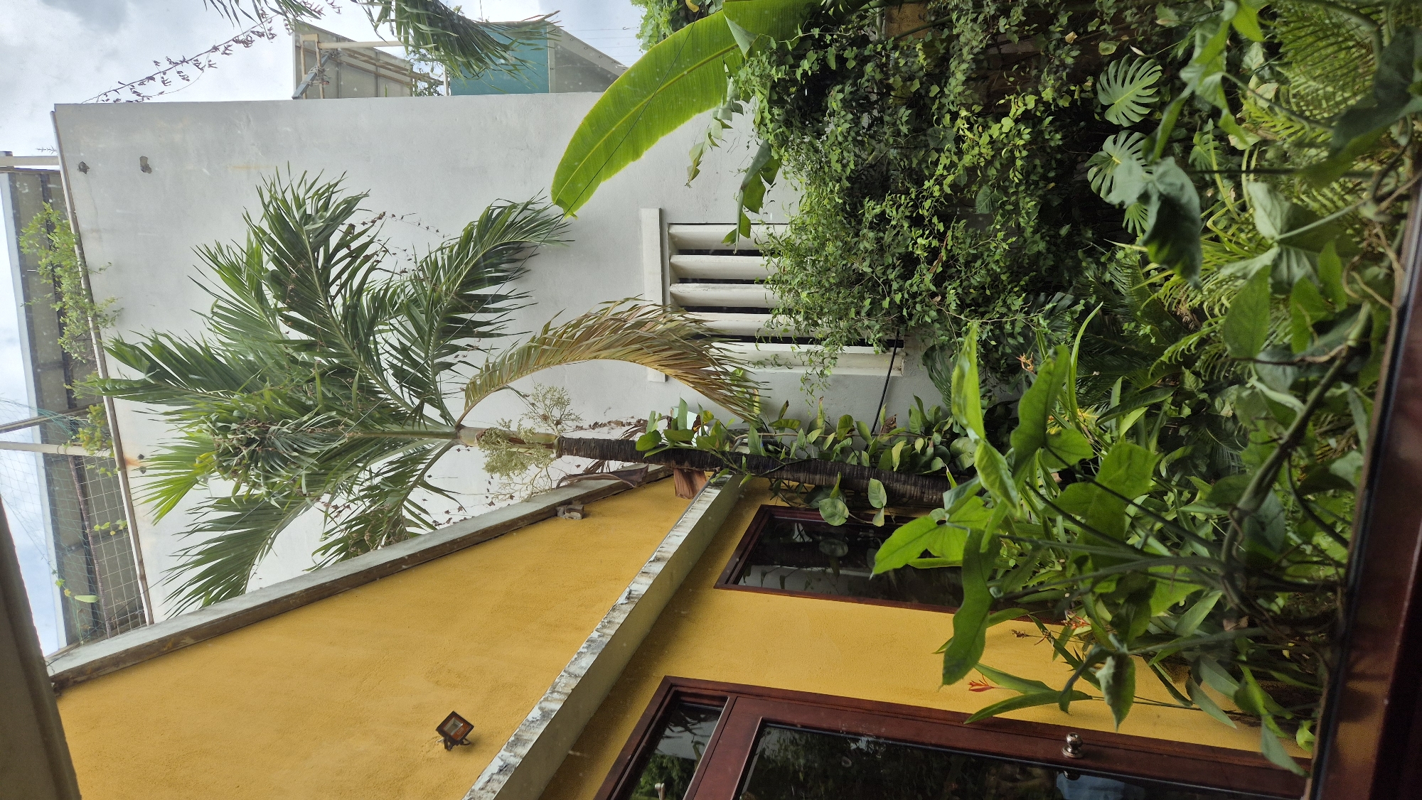 This image shows a courtyard with lush vegetation and two buildings, likely in Đà Nẵng, Vietnam. The foreground is filled with various green plants, including large, broad-leafed varieties and some climbing vines. To the left, a building with a yellow facade features a dark-framed window and a door. Attached to the yellow building's exterior is a modern-style outdoor light fixture. Adjacent to the yellow building, a tall palm tree stands prominently, its trunk wrapped in climbing vines. Behind the palm tree, a larger building with a light gray facade has a distinct window with vertical slats. The background suggests an urban environment, with hints of other structures and sky visible. The overall impression is of a verdant, enclosed outdoor space within a city.