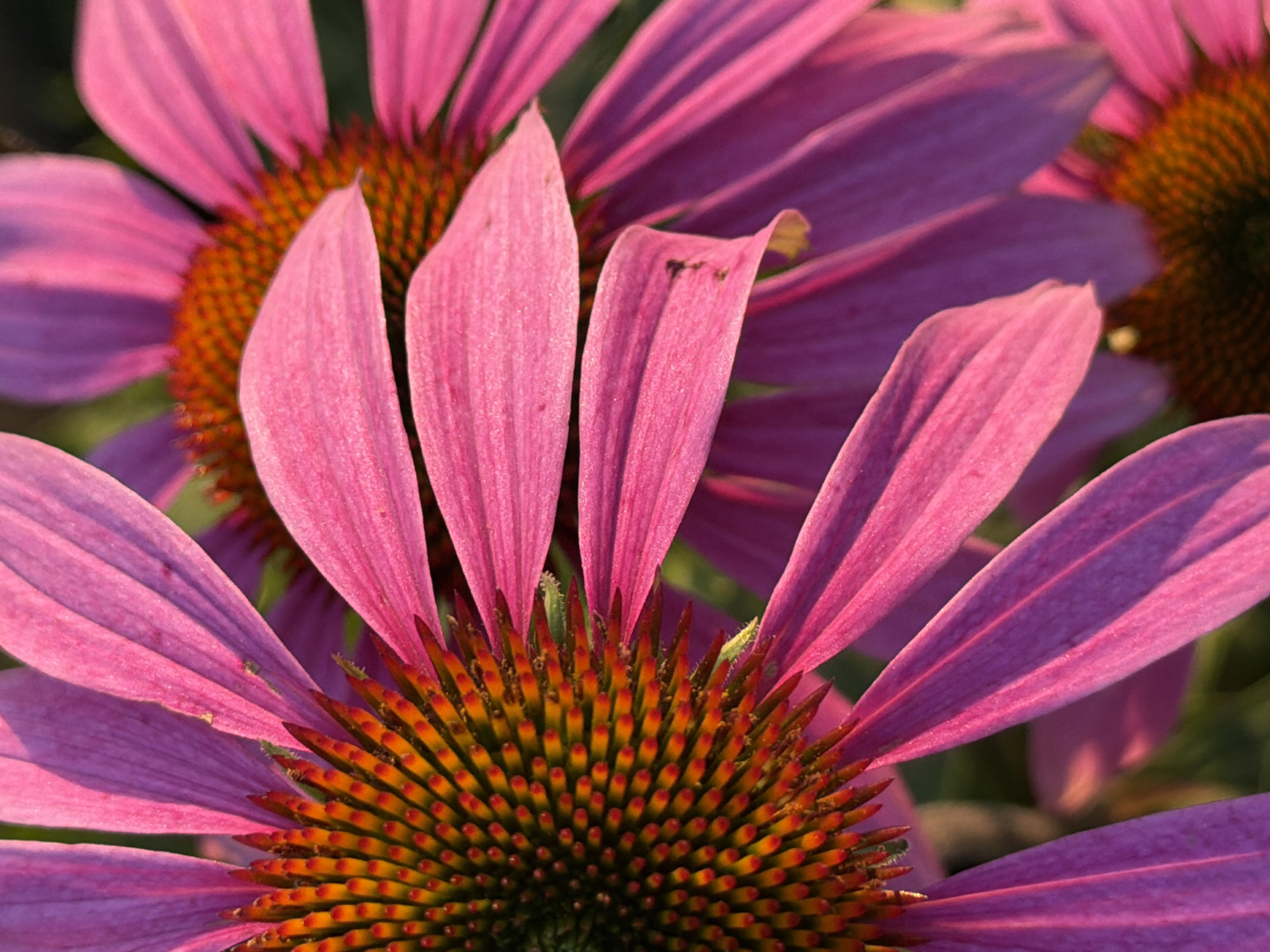 This is a close-up, eye-level, horizontal, outdoor, nature photograph of two coneflower blossoms. The coneflowers are bright pink with orange and yellow centers. The petals are long and slender, and they are slightly unfurled, creating a delicate, ruffled appearance. The centers of the flowers are made up of many tiny, spiky florets, which are arranged in a spiral pattern. The background is a blur of green foliage, suggesting that the flowers are growing in a garden or natural setting. The lighting is warm and golden, indicating that the photograph was taken during either sunrise or sunset. There is no indication of the location in the city of Фоки, Russia, as the image focuses solely on the flowers and their immediate surroundings.