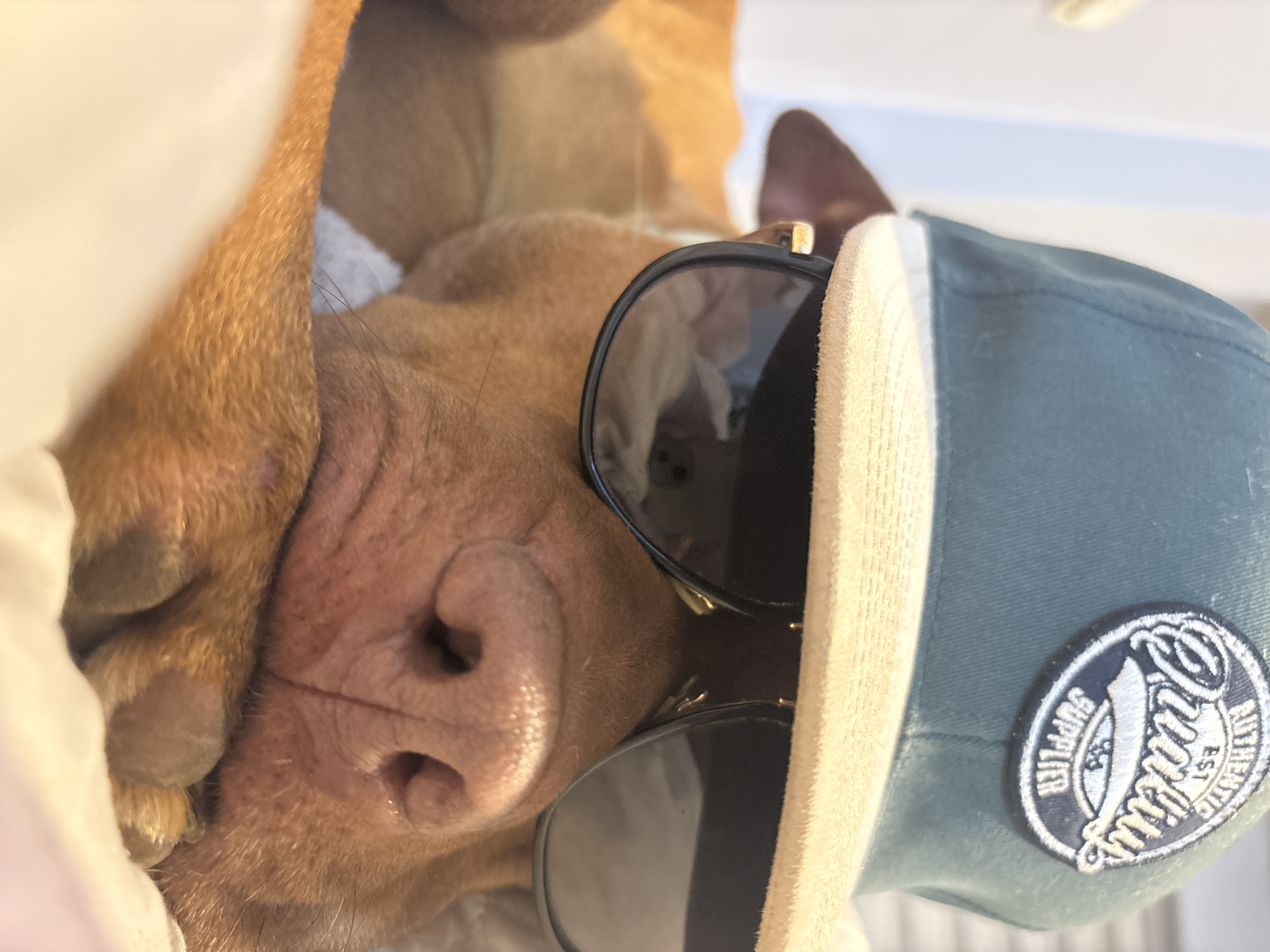 The media file presents a close-up, portrait-oriented image of a dog, rotated 90 degrees clockwise from its natural upright position. The subject is a light brown or reddish-brown dog, possibly a pit bull or similar breed, with a prominent pink nose. The dog appears to be relaxing or sleeping, partially covered by a cream or off-white blanket or sheet visible on the left side of the frame.
The dog is accessorized with black-rimmed sunglasses, which are resting on its snout and covering its eyes. It is also wearing a teal or blue-green baseball cap with a contrasting light-colored brim and trim. On the side of the cap, there is a circular embroidered patch. Visible text on this patch includes "SUPPLIER" on the left, "AUTHENTIC" and "EST." (established) on the bottom right, and a stylized word in the center that appears to read "Quality" or a similar brand name.
The lighting suggests it is daytime, casting soft, natural light on the scene. The overall impression is one of a relaxed and humorous moment. While the image itself offers no specific location cues, the provided context indicates the photograph was taken in Sofia, Bulgaria.