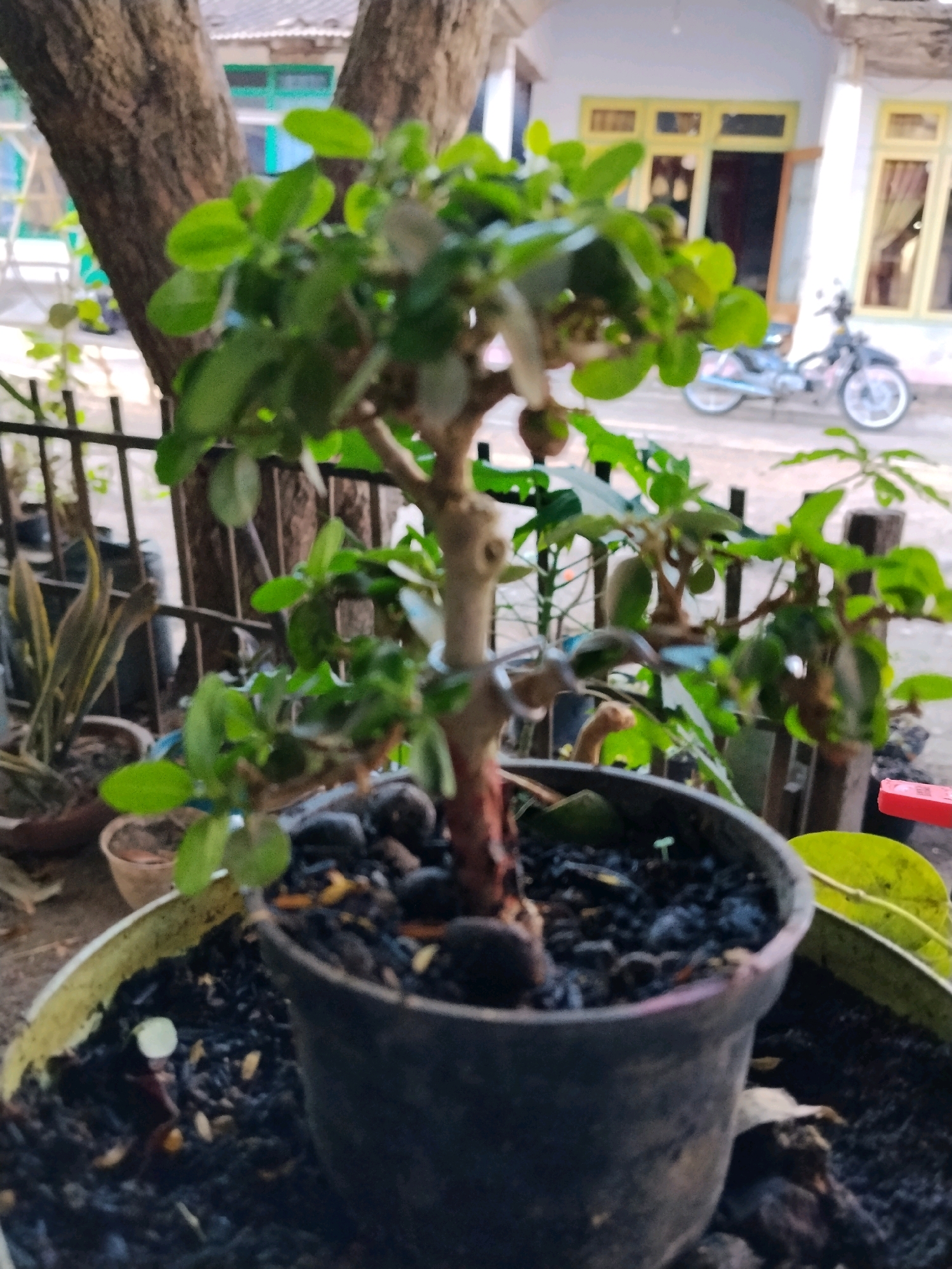 The image captures a potted bonsai tree in the foreground, with a blurred background suggesting an outdoor setting in a residential area. The bonsai, with its green leaves and woody trunk, sits in a dark pot filled with soil and small stones. Behind the bonsai, a wooden fence is visible, and beyond that, a building with yellow-framed windows and a scooter parked in front. The overall atmosphere is that of a simple, perhaps humble, home environment in Panggungan, Indonesia. The lighting is soft, indicating it might be early morning or late afternoon.