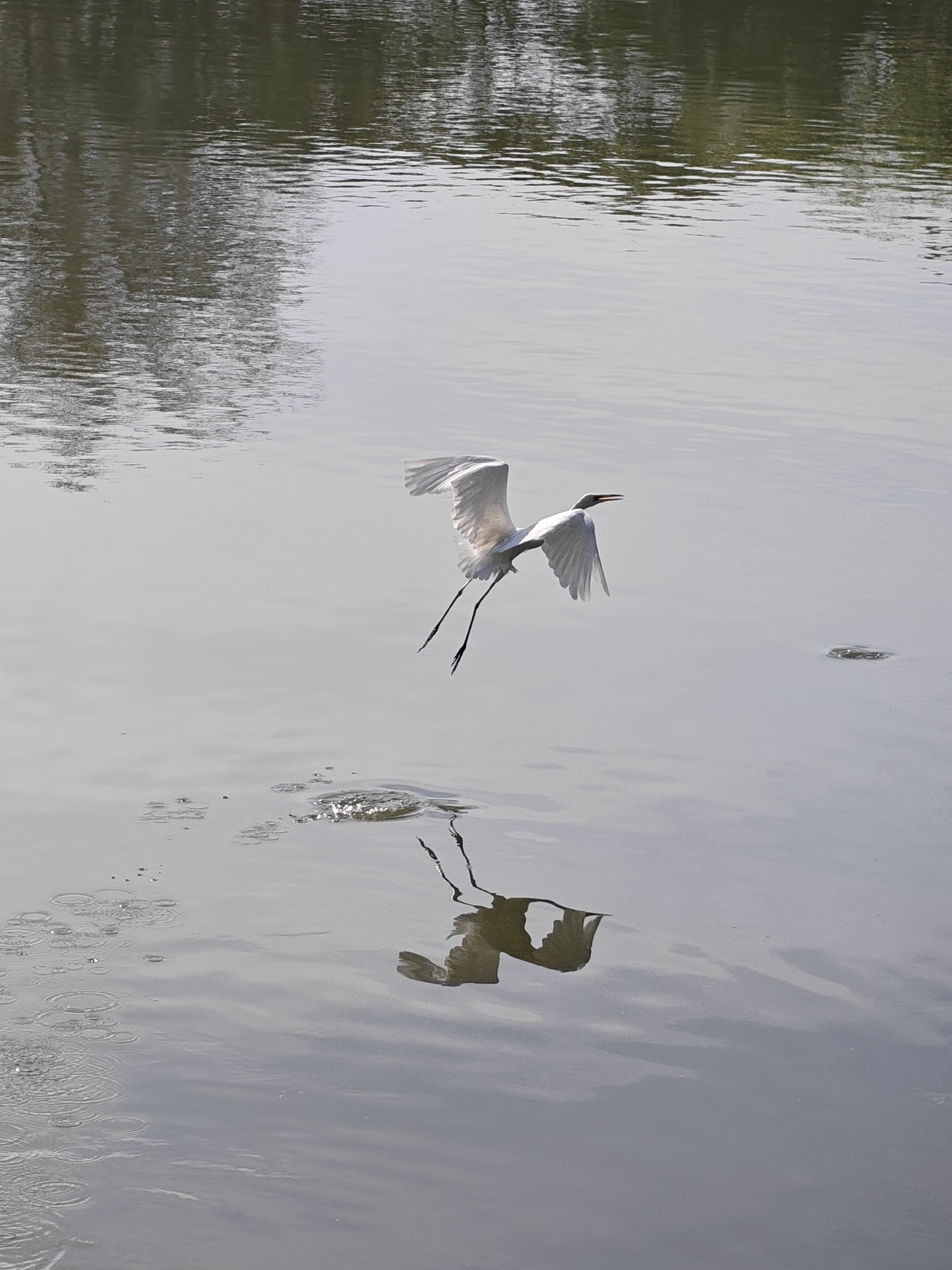 A white bird is captured mid-flight above a body of water. The bird's wings are spread, and its legs dangle, creating a small splash upon the water's surface. The reflection of the bird is visible in the water. Ripples and circular disturbances disrupt the otherwise smooth surface of the water. The water reflects trees along its edge, and the sky is overcast. The location is Lhokseumawe, Indonesia.