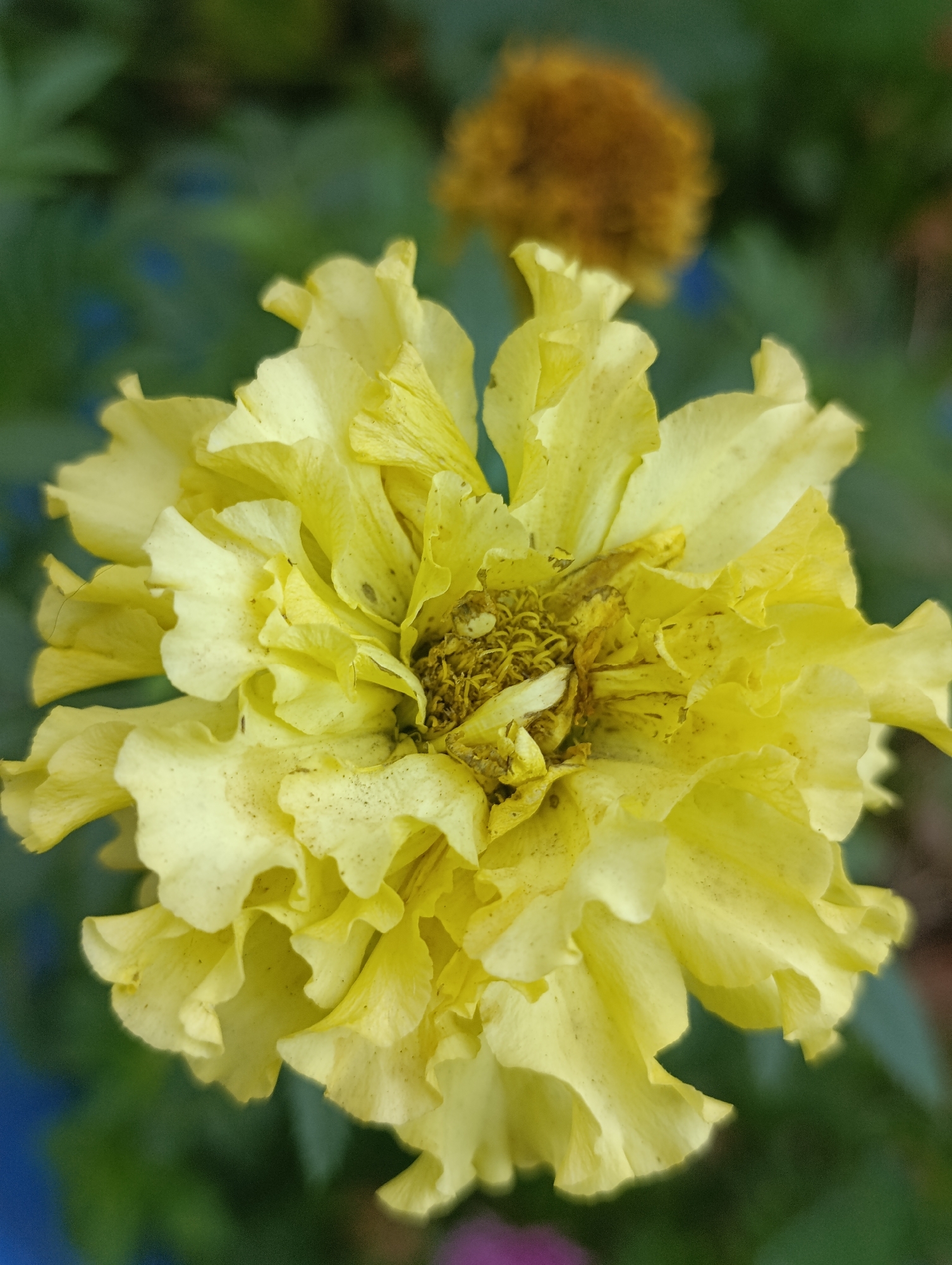 A close-up, eye-level, horizontal, outdoor shot captures a fully bloomed, ruffled yellow marigold in sharp focus. The flower fills most of the frame, its numerous petals layered and curled. The center of the flower is a cluster of dried, brown stamens. Tiny black specks, possibly pollen or dirt, are visible on some of the petals. The background is softly blurred, with various shades of green foliage and hints of blue and brown. To the upper right, out of focus, is another, browner marigold bloom. The image was taken in Bila Tserkva, Ukraine, in a garden setting. There are no people or any discernible actions or interactions.