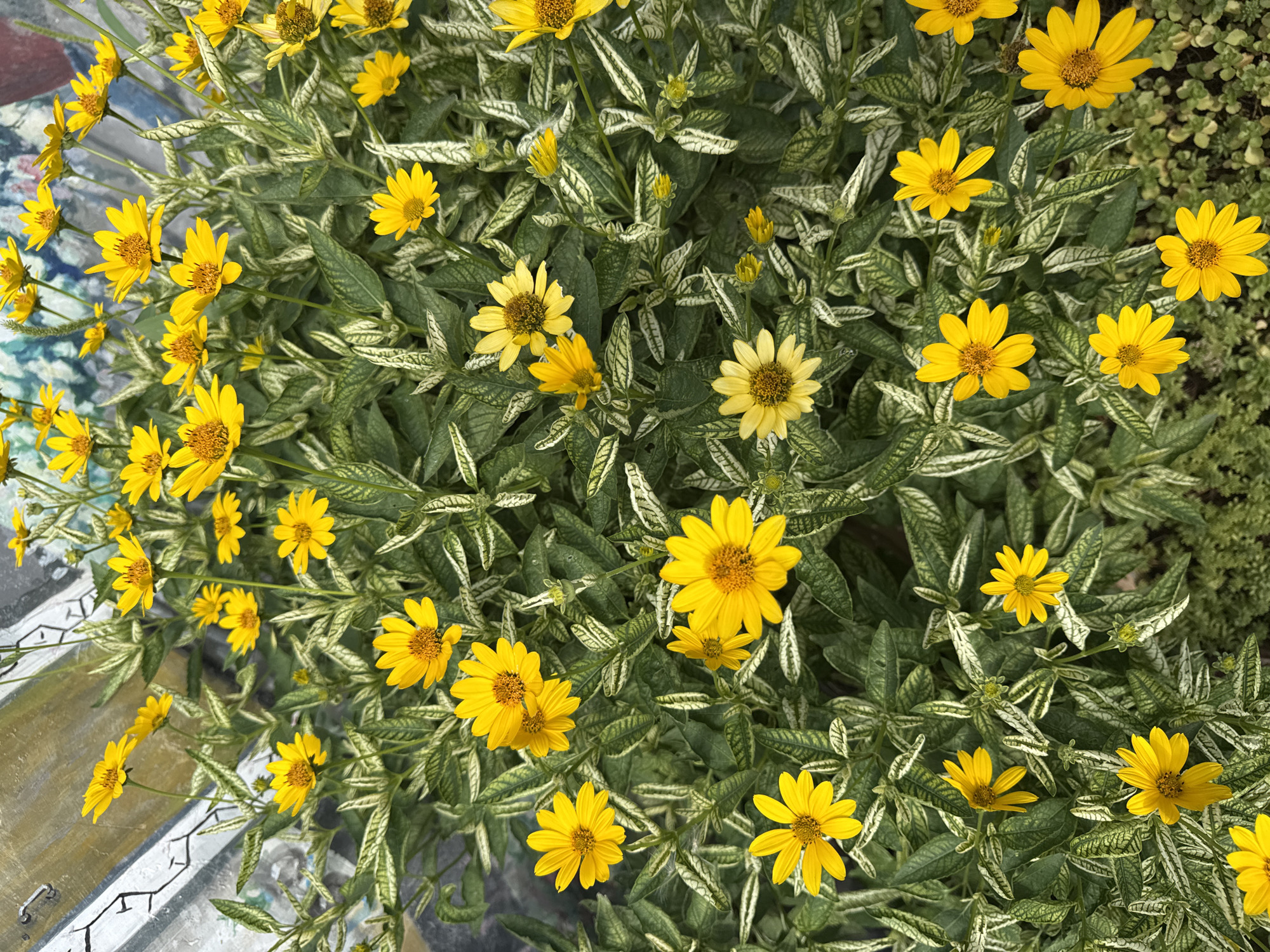 A vertical, high-angle, full-shot captures a dense cluster of yellow daisies against a variegated green and white foliage background. The daisies, predominantly in full bloom, exhibit bright yellow petals radiating from dark brown centers. Some smaller buds are also visible. The leaves are elongated and lance-shaped, with striking white or pale green streaks running along their length, creating a variegated effect. The overall impression is of a vibrant, healthy plant in bloom. The background hints at an urban setting, with a blurred metallic structure in the upper left corner and patches of what appears to be concrete or possibly more greenery at the bottom. The lighting suggests an outdoor environment, likely during the daytime.