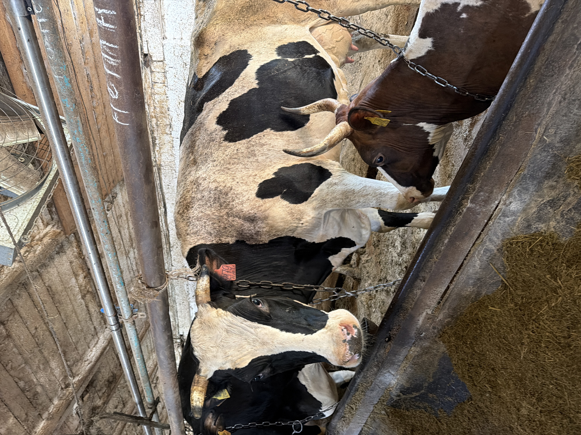 The image shows three cows in a barn. Two large Holstein cows, one black and white and one predominantly black with white markings, are standing side-by-side, with their heads over a feeding trough. The black and white cow on the left has a yellow tag in its ear and is facing forward. The black and white cow on the right is facing slightly away from the camera. A smaller brown and white cow is positioned in front of the larger cows, also with its head over the trough, facing left. It has a yellow tag in its ear and is wearing a metal chain around its neck. The feeding trough in the foreground is filled with a dry, fibrous material, likely feed. The barn interior shows wooden beams on the ceiling with pipes running overhead. The walls appear to be brick or concrete. The lighting suggests an indoor environment. The image is taken from a low angle, looking up at the cows and the barn structure. The location is identified as Красный Маяк, Russia.