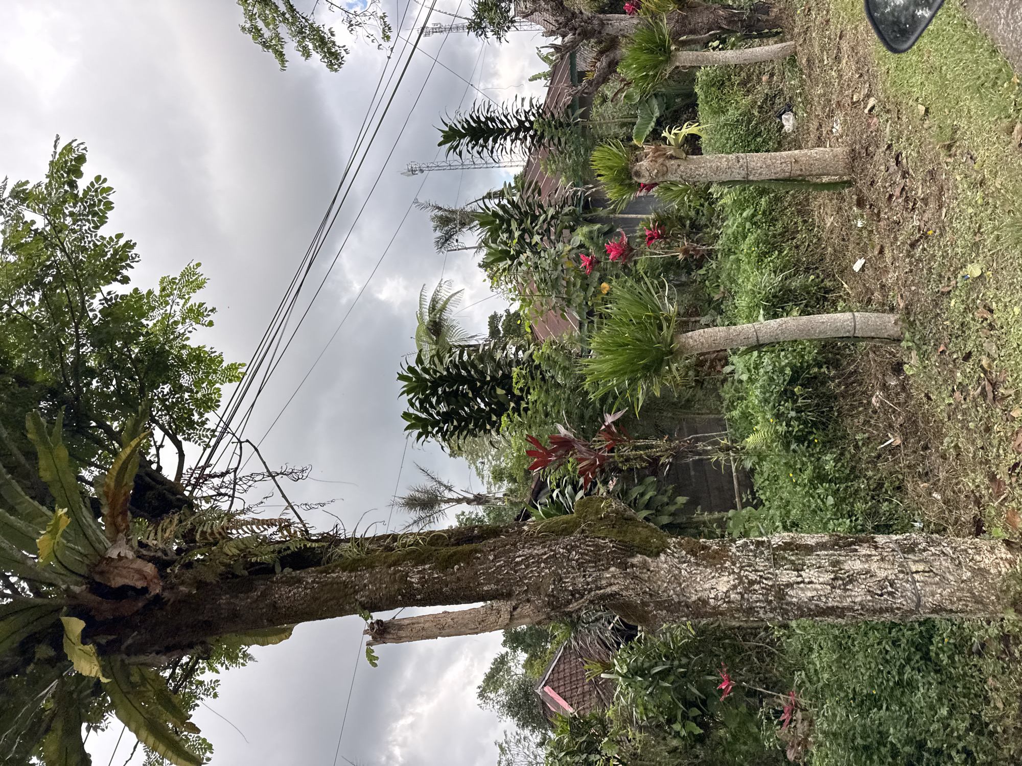 This media file captures a vertical scene of lush vegetation and electrical wires against an overcast sky. The foreground features a large, moss-covered tree trunk with epiphytic plants, possibly bird's nest ferns, growing on it. Several other trees and plants, including palms and flowering plants with red blooms, are visible further back. In the mid-ground, a red-tiled roof of a building peeks through the foliage. Electrical wires stretch across the frame, and in the distance, a telecommunications tower is discernible against the sky. The overall impression is a tropical, slightly overgrown, rural or suburban setting in Bangli, Indonesia, likely during the day under cloudy or stormy weather. The mood is somewhat dramatic due to the heavy clouds and the tangle of wires and vegetation. There is no visible text in the image.