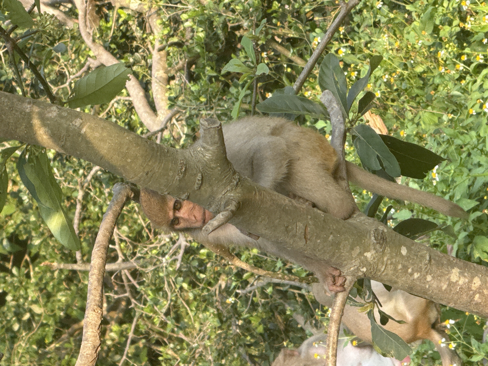 A monkey lies prone on a thick, horizontal tree branch in an outdoor setting. Its reddish-brown face is turned downward, looking at the viewer, while the rest of its light brown body is draped over the branch. The monkey's tail extends to the right. The background consists of dense green foliage with small yellow flowers. The location is likely within a wooded area of Đà Nẵng, Vietnam.