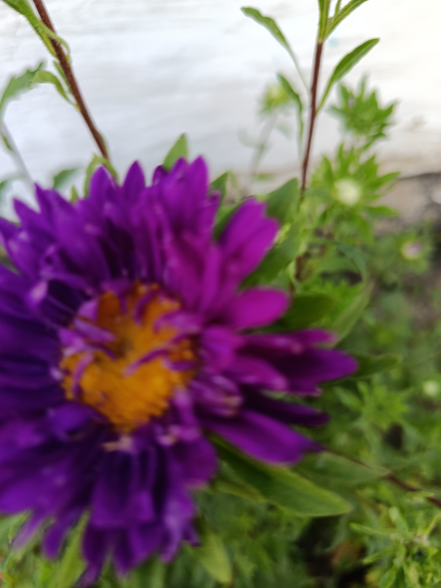 The image shows a close-up, out-of-focus view of a purple aster flower with a yellow center, surrounded by green leaves and stems. The background is blurred and appears to be a light-colored, textured surface, possibly a wall or building. There are also other green flower buds visible in the background. The image was taken outdoors. There is no information in the image to indicate its location in the city of Койлык, Kazakhstan.