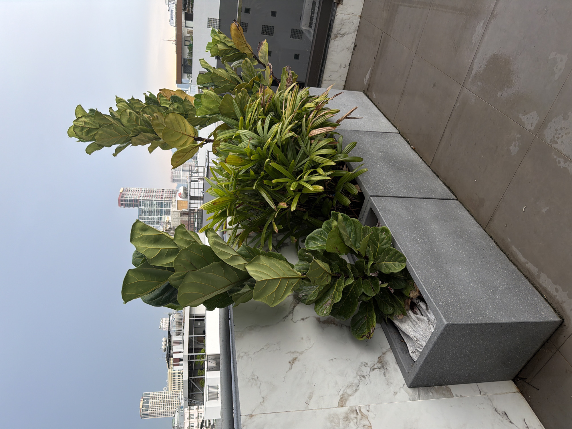 The image depicts an outdoor balcony or rooftop area in Da Nang, Vietnam, with a clear view of the city skyline. In the foreground, two rectangular grey planters are filled with lush green plants. The planter on the left contains a large Fiddle Leaf Fig tree with its distinctive broad, dark green leaves. Next to it, a smaller planter holds a dense arrangement of palm-like plants with finer, multi-leaved fronds. The planters are positioned on a tiled floor that appears slightly damp, suggesting recent rain. The background reveals a cityscape dominated by modern buildings of varying heights, including a tall, slender skyscraper with a red-capped roof, and lower-rise structures. The sky above is overcast with a soft, grey light. The balcony is bordered by a modern white railing and a wall with a marble-like finish on the left.