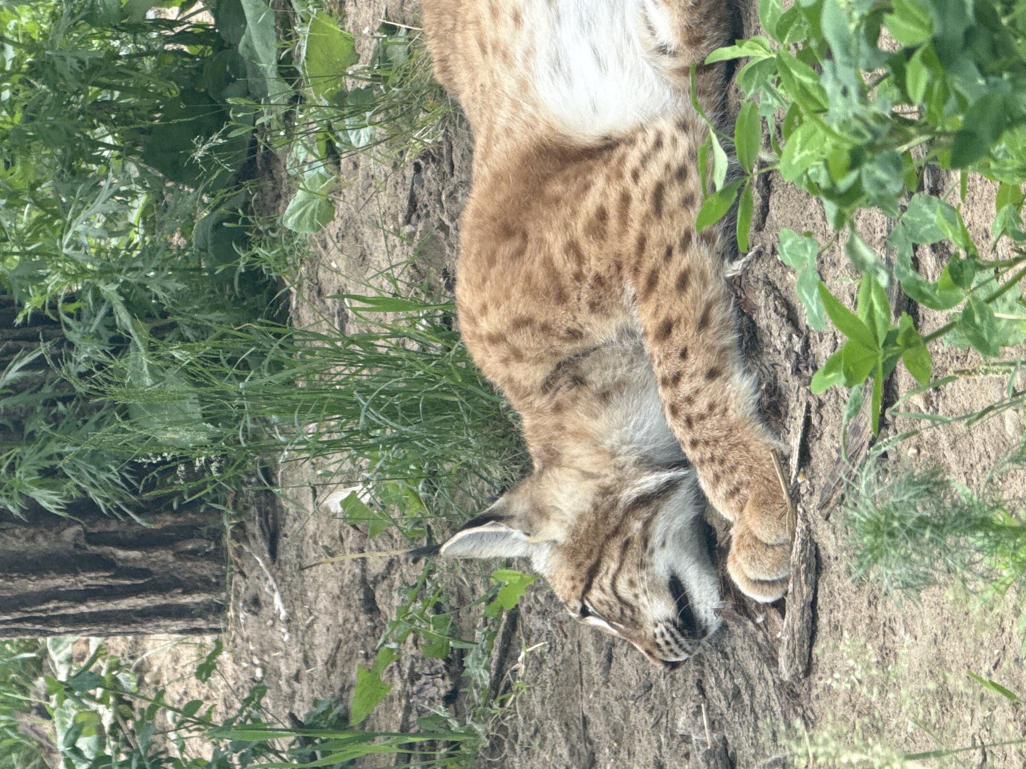 An adult lynx rests on sandy ground near a tree trunk, with green foliage surrounding it. The lynx's fur is a mix of tan and brown with darker spots, and its ears are pointed with black tufts. It appears to be sleeping or resting with its eyes closed and mouth slightly open. The background consists of dense green vegetation and the rough bark of a large tree. The scene is set in a natural outdoor environment.