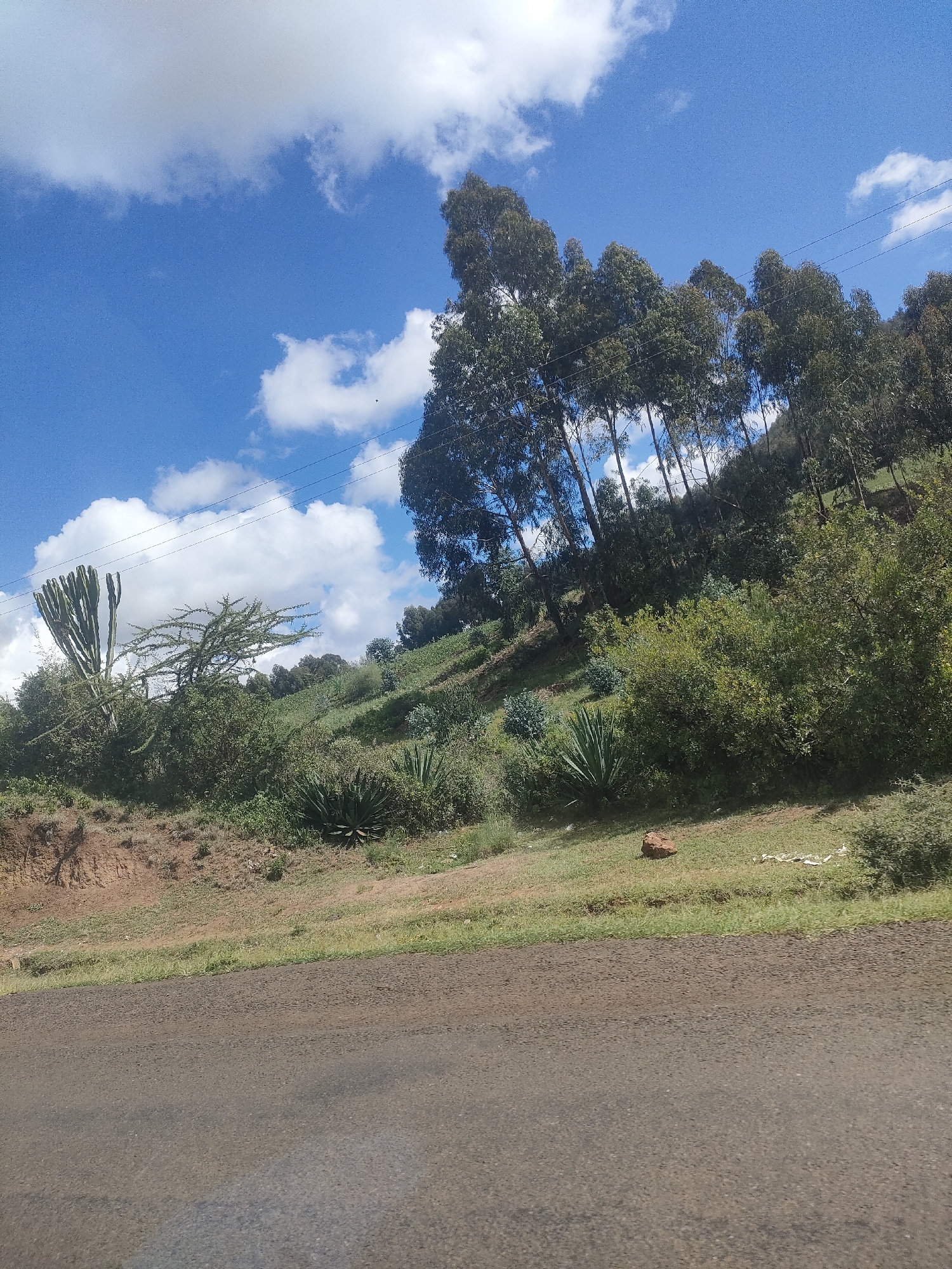 The image depicts a roadside scene in Kisima ward, Kenya. A paved road is in the foreground. A hillside is visible, covered in vegetation including trees, shrubs, and cactus-like plants. A row of taller, slender trees lines the upper part of the hillside. The sky is blue with scattered white clouds. Power lines are visible across the sky.