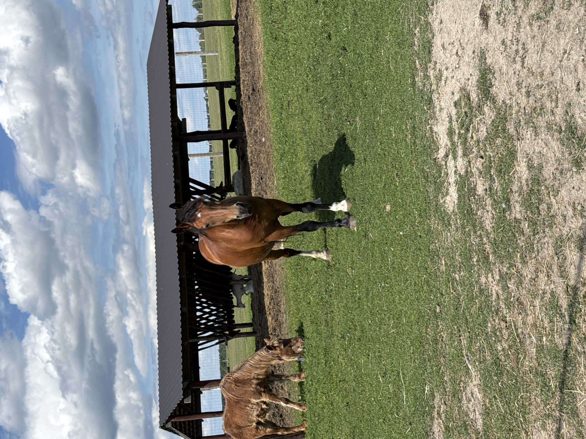 The image shows two horses in a fenced-in pasture with a wooden shelter. The larger horse, a chestnut with white markings on its legs and face, stands in the center of the frame, facing the camera. The smaller horse, a lighter brown, stands to the right, facing away from the camera. The pasture is green and appears well-maintained, with a dirt path running along the edge of the shelter. The shelter is made of wood and has a metal roof. In the background, there is a fence and trees. The sky is blue with white clouds, suggesting a sunny day. The time of day is likely afternoon, given the shadows cast by the horses and shelter. The scene is peaceful and idyllic, conveying a sense of tranquility. The location is identified as Kostiantynivka, Ukraine. No visible text is present in the image.