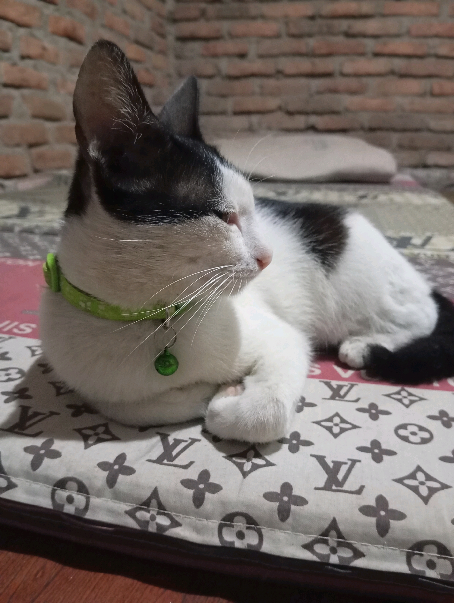 A black and white cat with a lime green collar and a small green bell is lying on a patterned cushion. The cushion has a repeating pattern of the Louis Vuitton monogram. In the background, a brick wall is visible. The setting appears to be indoors, possibly in a bedroom or living area. The lighting is dim, suggesting it could be evening or an overcast day. The cat is resting, with its eyes partially closed. The overall impression is one of domestic comfort.