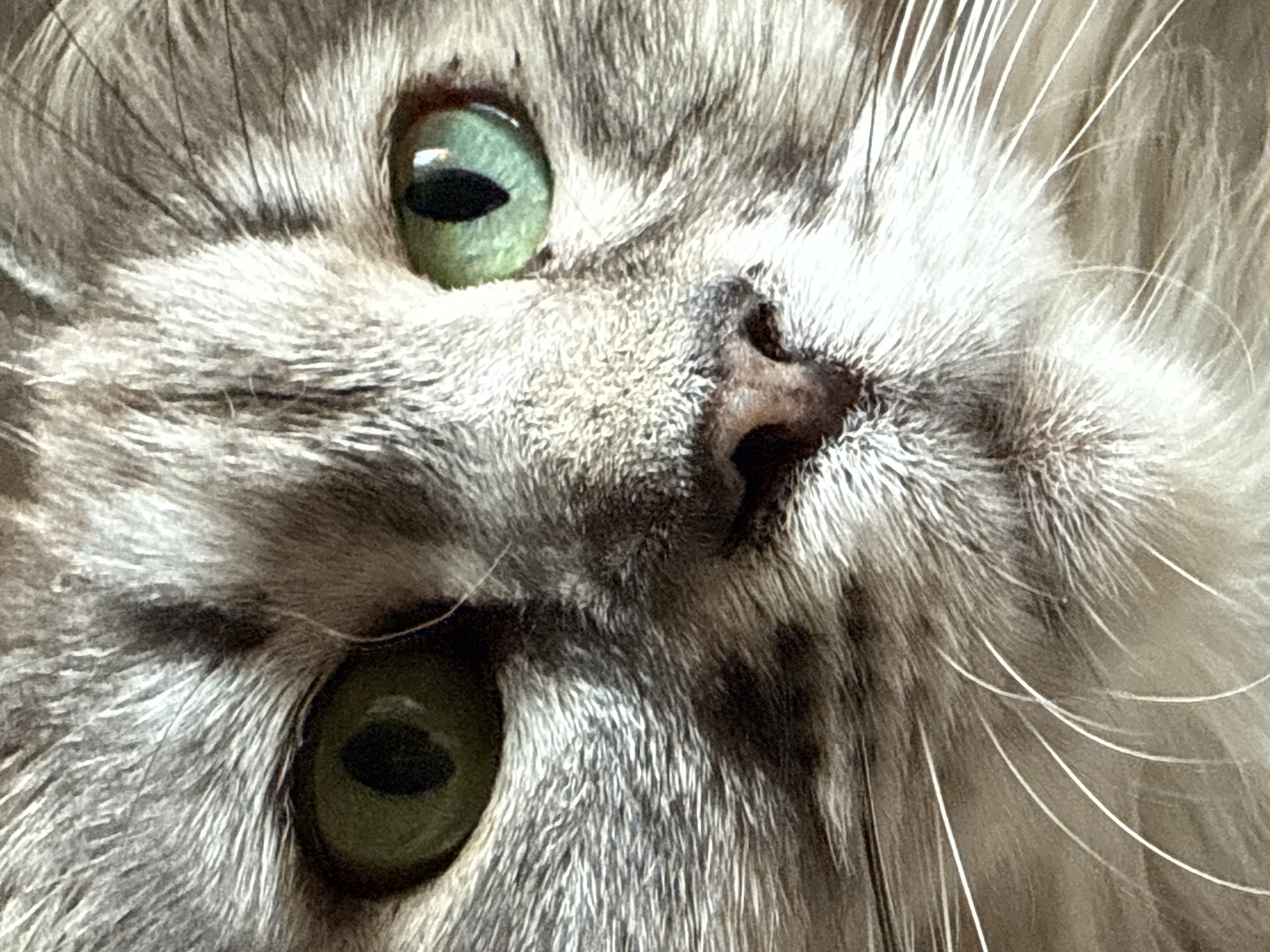A close-up, eye-level, medium shot captures the face of a grey tabby cat. The cat's green eyes are wide open and alert, with slit pupils. The left eye is slightly darker than the right. The cat's nose is a dark, wet, triangular shape with visible nostrils. Long, white whiskers extend outwards from the muzzle. The fur is a mix of grey, white, and black stripes, with longer, lighter fur around the muzzle and cheeks. The lighting is bright, creating a slight glare on the cat's right eye and highlighting the texture of its fur. The background is out of focus, suggesting the image was taken indoors with a shallow depth of field. The overall impression is one of intense focus and curiosity. The location is listed as Unknown, Unknown.