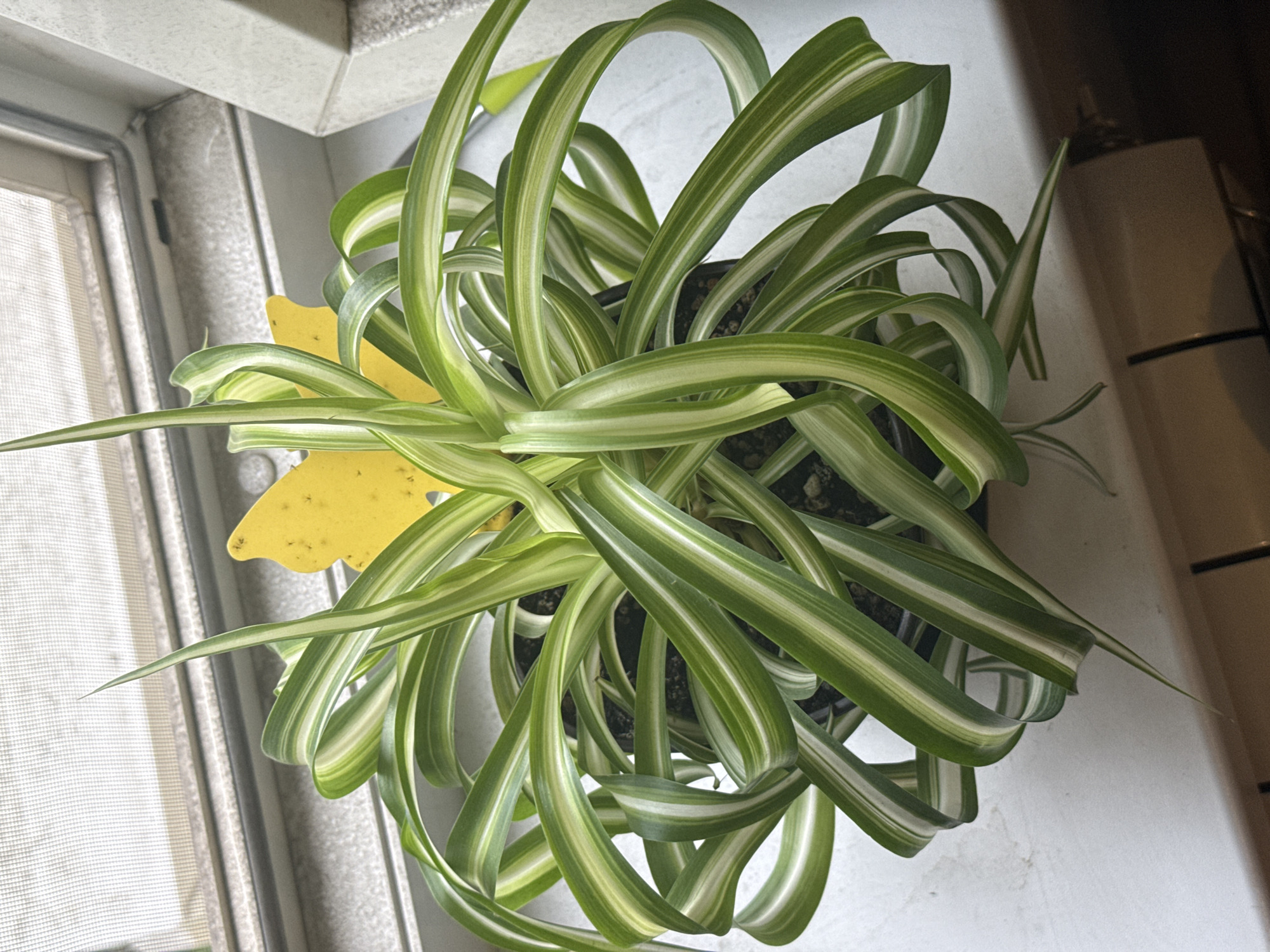 The image shows a top-down view of a potted spider plant, Chlorophytum comosum, with variegated green and white leaves. The plant is in a dark pot, which is partially visible. A bright yellow plant tag, shaped like a butterfly, is placed amongst the leaves. The plant is positioned on a white windowsill, with a window to the left of the frame. The window has a light-colored screen and appears to be looking out onto an outdoor space, though the view is obscured. To the right of the plant, a portion of a wall and a dark, out-of-focus object are visible. The lighting suggests it is daytime, possibly with natural light coming from the window. There is no visible text in the image besides the assumed markings on the plant tag. The scene appears to be indoors, likely in a residential setting in Moscow, Russia. There are no people or animals present, and no specific activity is depicted; the image focuses on the plant itself. The overall impression is one of a domestic plant displayed near a window.