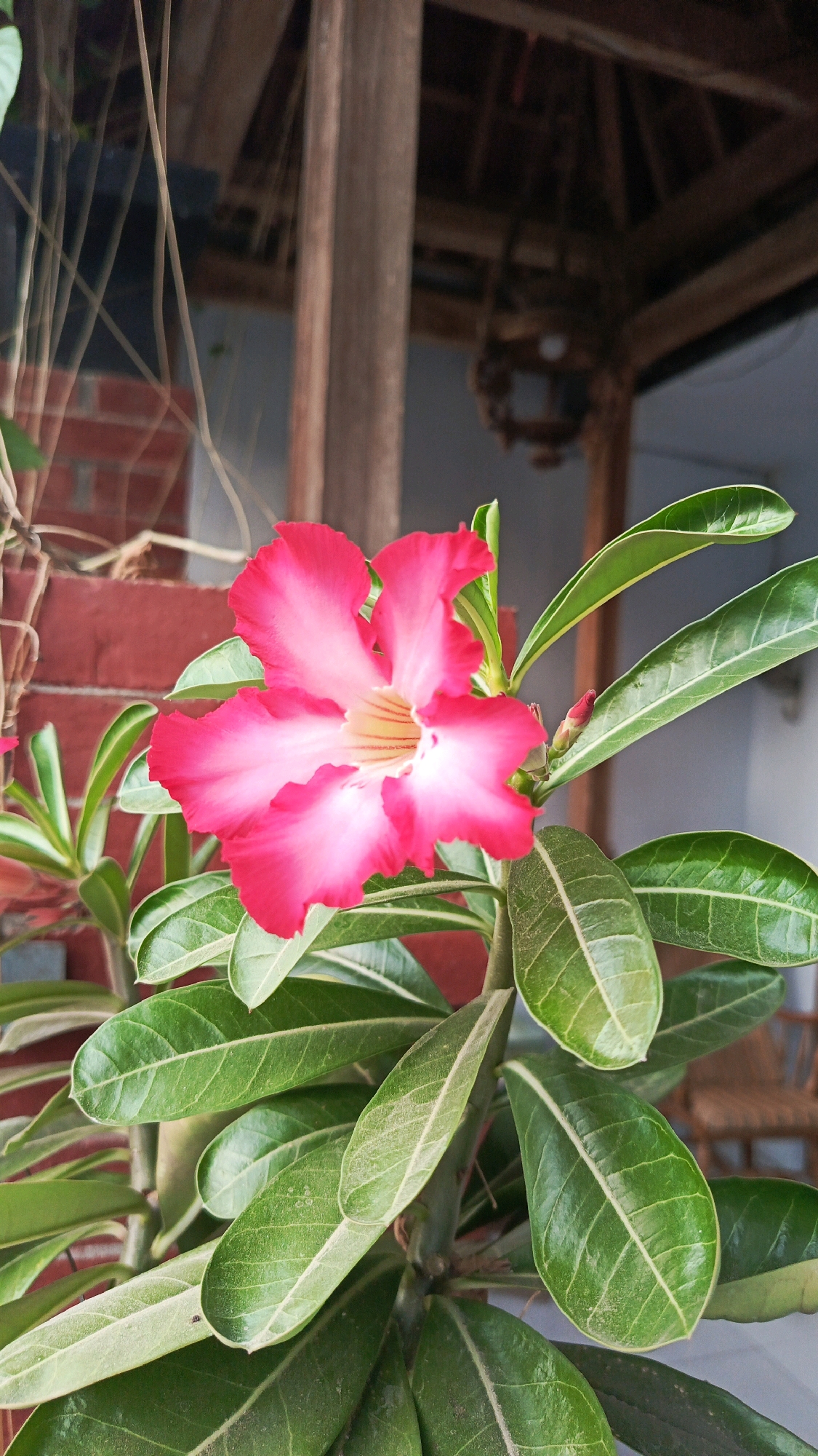 A close-up, vertical, full shot captures a blooming Adenium obesum, or desert rose, flower with vibrant pink and white petals and a yellow center. The flower is surrounded by lush green leaves, some of which appear dusty. A small, closed bud is visible to the right of the main bloom. In the background, a blurred wooden structure, possibly part of a gazebo or porch, is visible along with a red brick wall and hints of a woven chair. The scene is set in Babadan, Indonesia, suggesting an outdoor, possibly residential, setting.