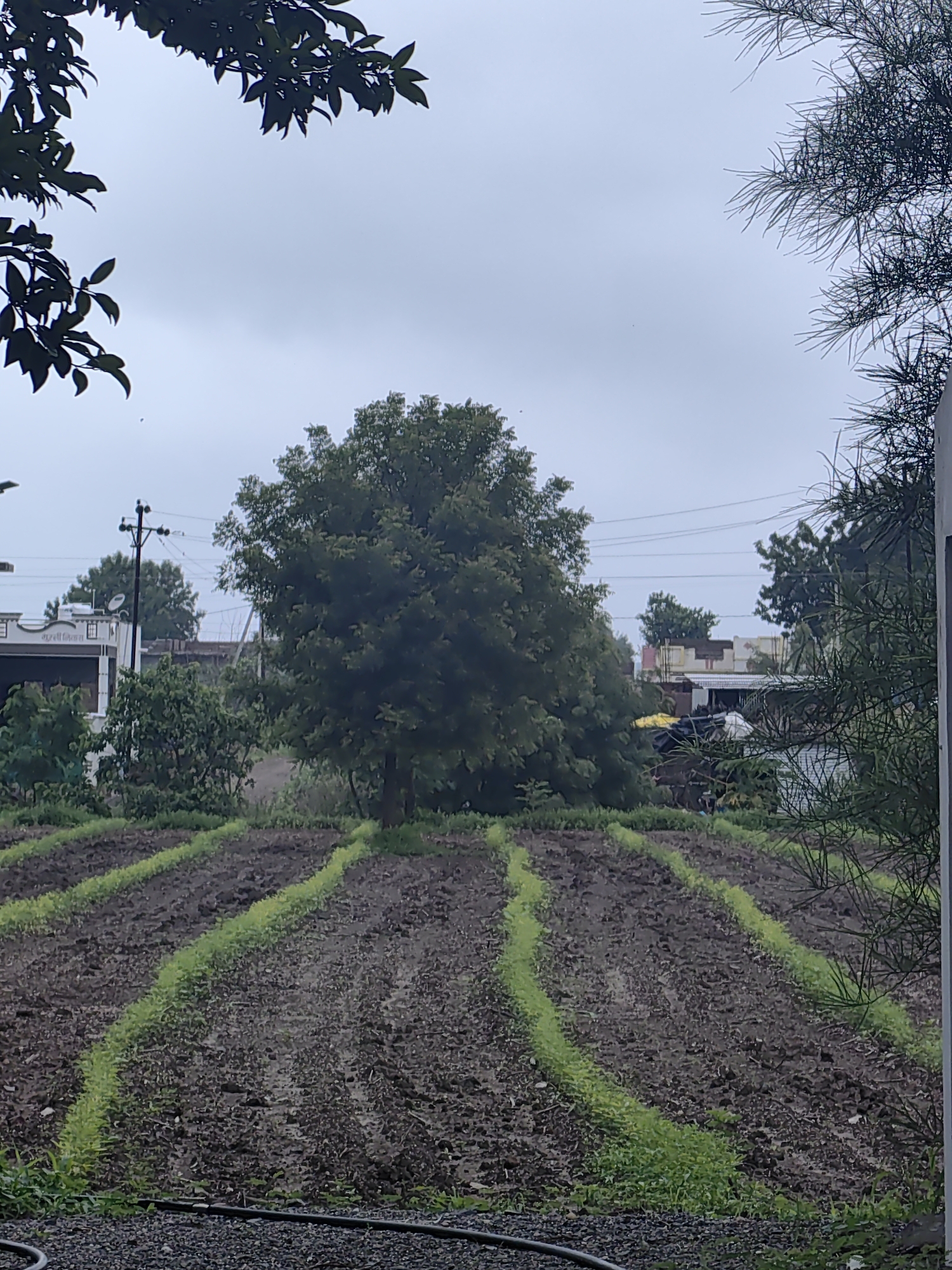 The image depicts a farm field in Mhaiswadi, India, under a cloudy sky. The field is characterized by rows of dark soil with bright green seedlings planted in distinct lines, forming curved patterns across the landscape. In the background, a large, leafy tree stands prominently. To the left of the tree, a white building with a sign is visible, along with a utility pole and overhead wires. Further back, houses and other structures can be seen, interspersed with trees. The foreground shows a dark, gravelly area with a black hose lying on it. The overall scene suggests an agricultural setting with signs of rural development.