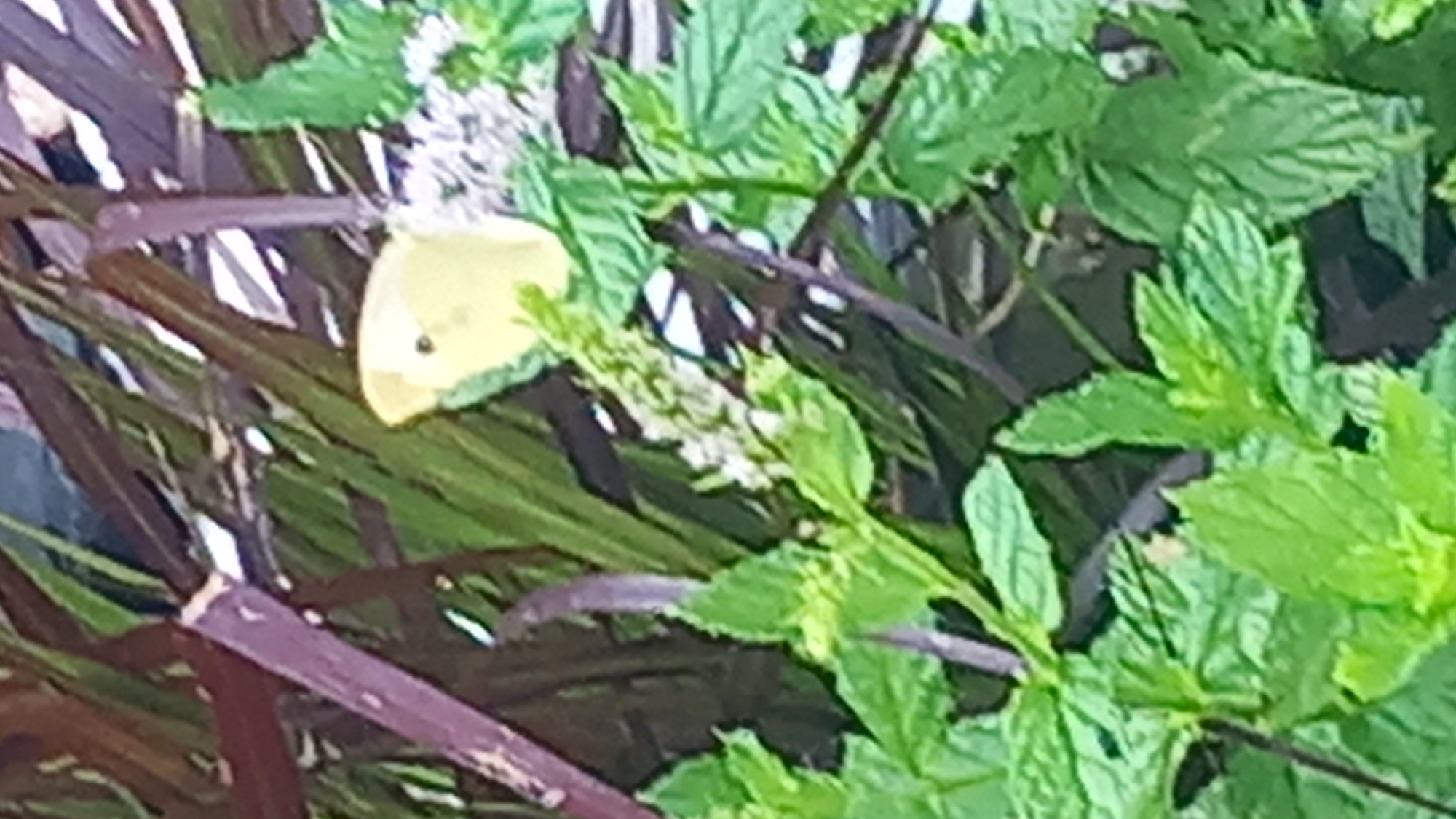 A small, yellow butterfly is perched on a cluster of white flowers. The butterfly has its wings closed, and its body is visible. The flowers are delicate and appear to be growing on a plant with green leaves. In the background, there are dark, elongated stems or leaves. The scene is outdoors, with natural lighting. The image does not contain any specific identifiable landmarks or details that would allow for precise location within Άγιος Νεκτάριος, Greece.