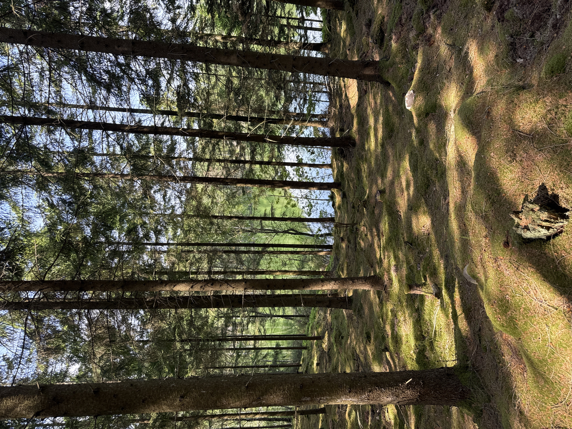 The image presents a tranquil coniferous forest scene, likely situated in Vessigebro, Sweden. Numerous tall, slender trees, characteristic of spruce or fir with their straight trunks and needle-like foliage, stand in dense rows, creating a sense of depth as they recede into the distance. Their rough, dark bark is visible, with some branches extending outwards.
The forest floor is thickly carpeted with vibrant green moss, forming a soft, undulating terrain. Warm, golden sunlight filters through the dense tree canopy, casting long, distinct shadows across the mossy ground. This dappled lighting suggests either an early morning or late afternoon setting under clear skies. The sunlight illuminates sections of the tree trunks and the moss, creating a striking contrast with the shaded areas and highlighting the natural textures of the forest.
In the background, beyond the dense arrangement of trees, a bright, expansive green clearing or field is visible, suggesting an open area adjacent to the woodland. A narrow strip of pale blue sky can be seen above the distant tree tops, confirming the clear weather conditions. No human activity, animals, or visible text are present, emphasizing the untouched natural beauty and profound tranquility of this woodland environment. The scene evokes a sense of peaceful immersion in nature.
