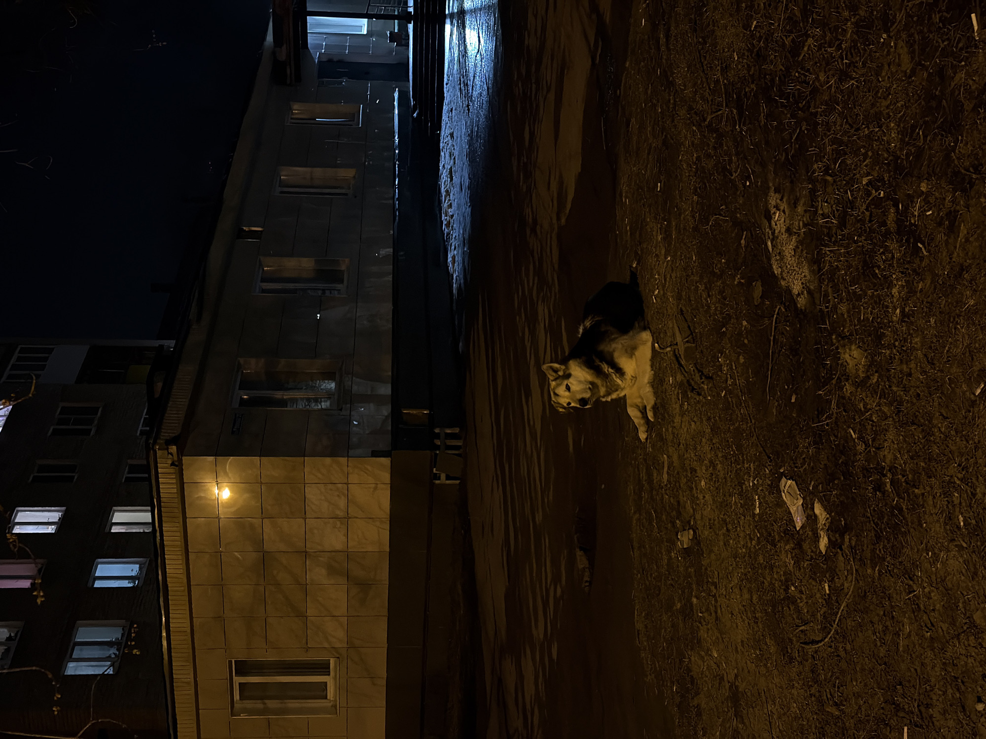 A solitary dog stands on a patch of dark earth, seemingly illuminated by streetlights, in the city of Perm, Russia. A multi-story building with lighted windows rises on the left. The building's facade appears to be tiled or clad in rectangular panels. A street or walkway appears to run between the dog and the building. Debris is scattered on the ground. The overall ambiance is dark and suggests an urban environment at night.