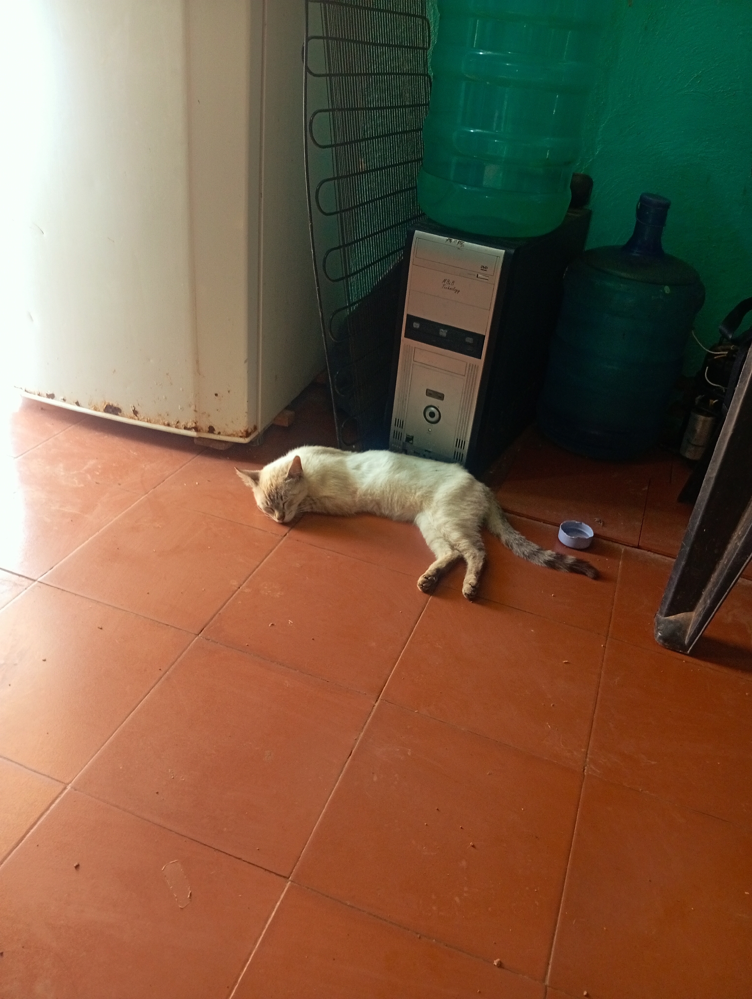 A light-colored cat is lying on a reddish-brown tiled floor. It is positioned in front of a white refrigerator and a computer tower. The computer tower has two large water jugs stacked on top of it. To the right of the computer tower is a dark green wall. A portion of a dark metal object (possibly a chair leg) is visible on the right edge of the frame. A small blue lid is near the cat's tail.
This is a typical interior scene, and the location in the city of Altagracia, Venezuela, is provided for context. There are no visible people in the image. The location of the image is not visually confirmed.