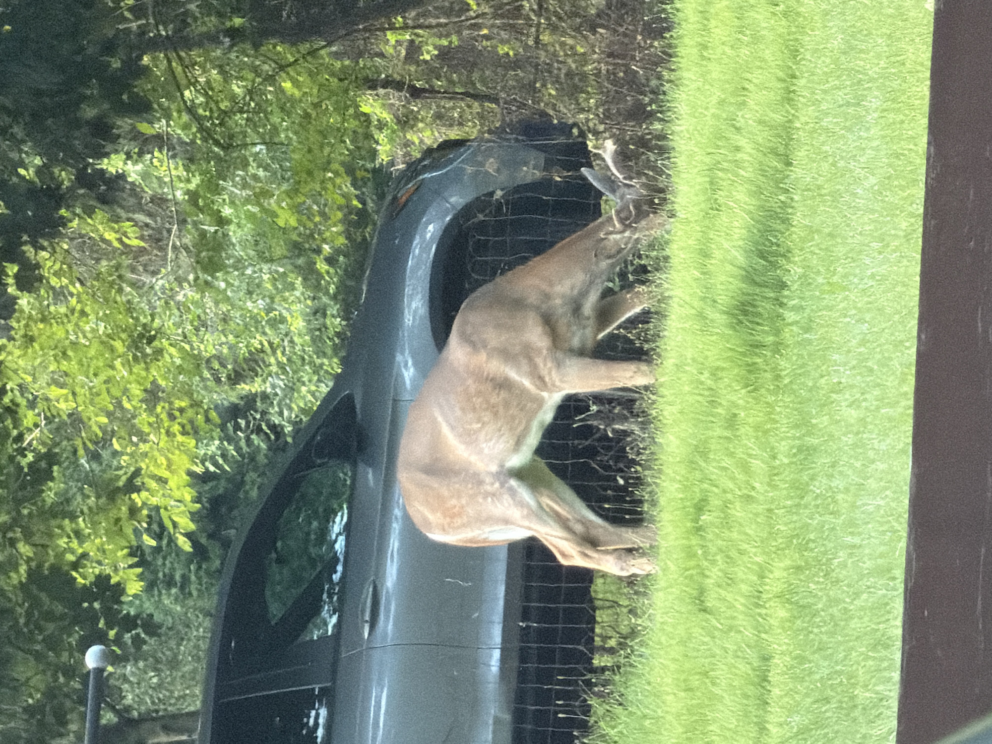 A deer is grazing in a grassy area next to a parked gray car. The deer is light brown with white markings on its underside and legs, and it has small antlers. The car appears to be a sedan with a dark roof. Behind the car and deer, there is a black wire fence and lush green trees and foliage. The scene is outdoors, with sunlight filtering through the leaves. There are no people visible in the image. The location is not specified as being in the city of Pittsburgh.