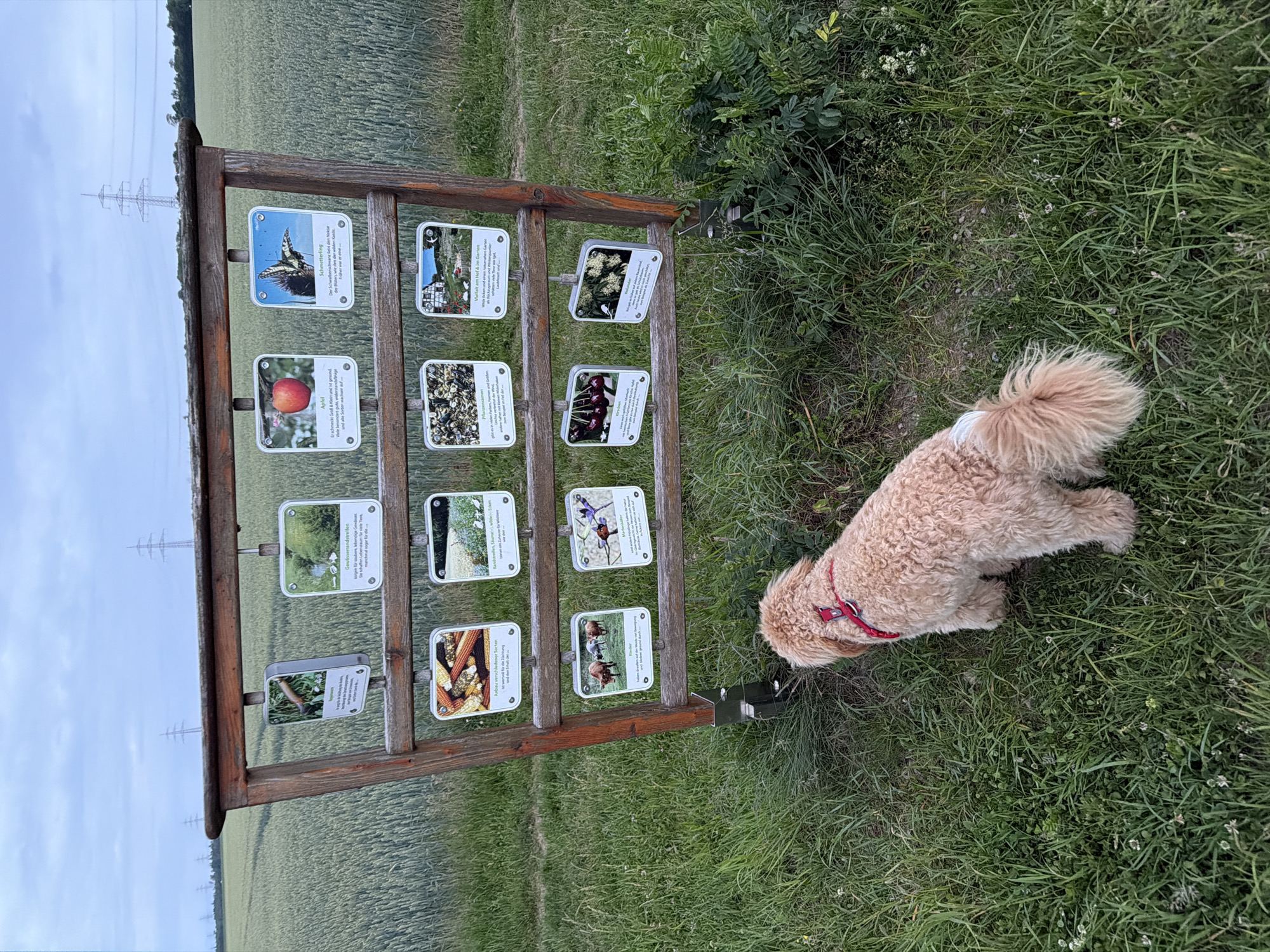 The image depicts an outdoor scene in a grassy field, likely near Poing, Germany, given the contextual information. In the foreground, a light-colored, curly-haired dog with a red harness is facing away from the camera, looking towards a wooden educational display rack. The display rack, constructed from rough-hewn wood, holds twelve square information panels, each featuring an image and text. These panels are arranged in three rows of four and appear to be part of an informational trail or exhibit about nature and agriculture, with topics ranging from apples and butterflies to farm animals and plants. The background consists of a vast field of green crops, possibly wheat, stretching towards a tree line in the distance. The sky above is overcast with a few visible power transmission towers. The overall impression is one of a rural or semi-rural setting, possibly a park or nature reserve, with an educational component for visitors.