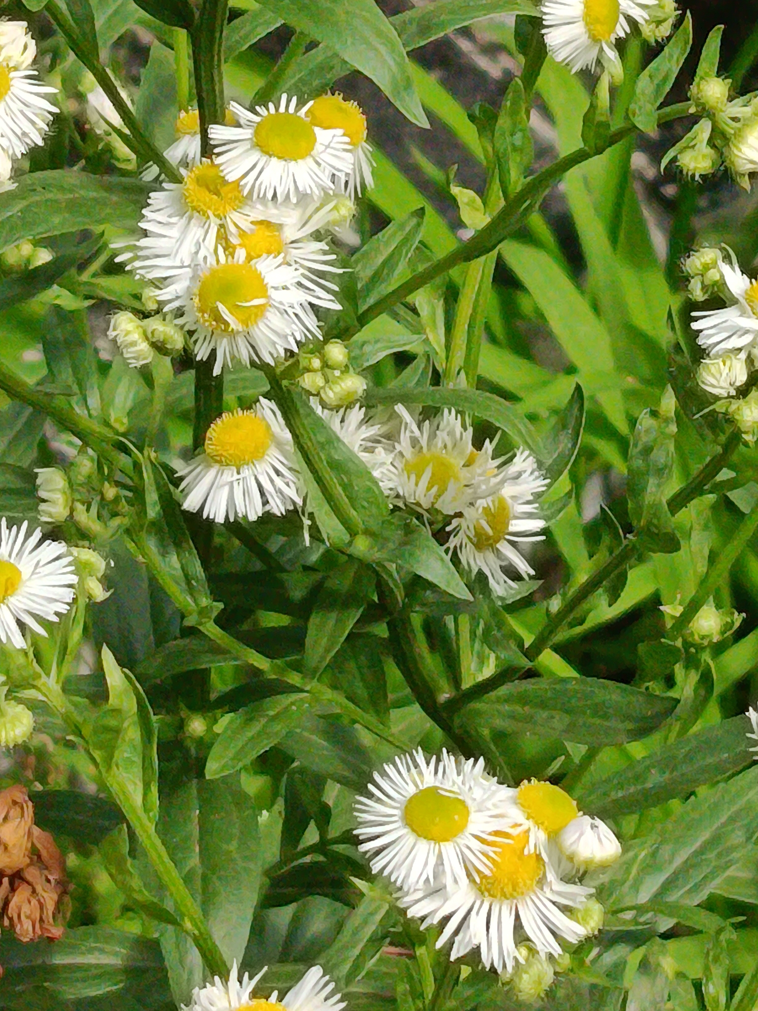The image displays a cluster of daisy-like flowers with white petals and yellow centers, interspersed with green foliage and stems. Several unopened flower buds are also visible. One brown, dried flower is partially visible on the left side. The background is blurred and appears to be a natural outdoor setting, possibly a garden or park. There are no people or visible man-made structures in the image. The specific location in Kyiv, Ukraine, is not identifiable from the visual information provided.