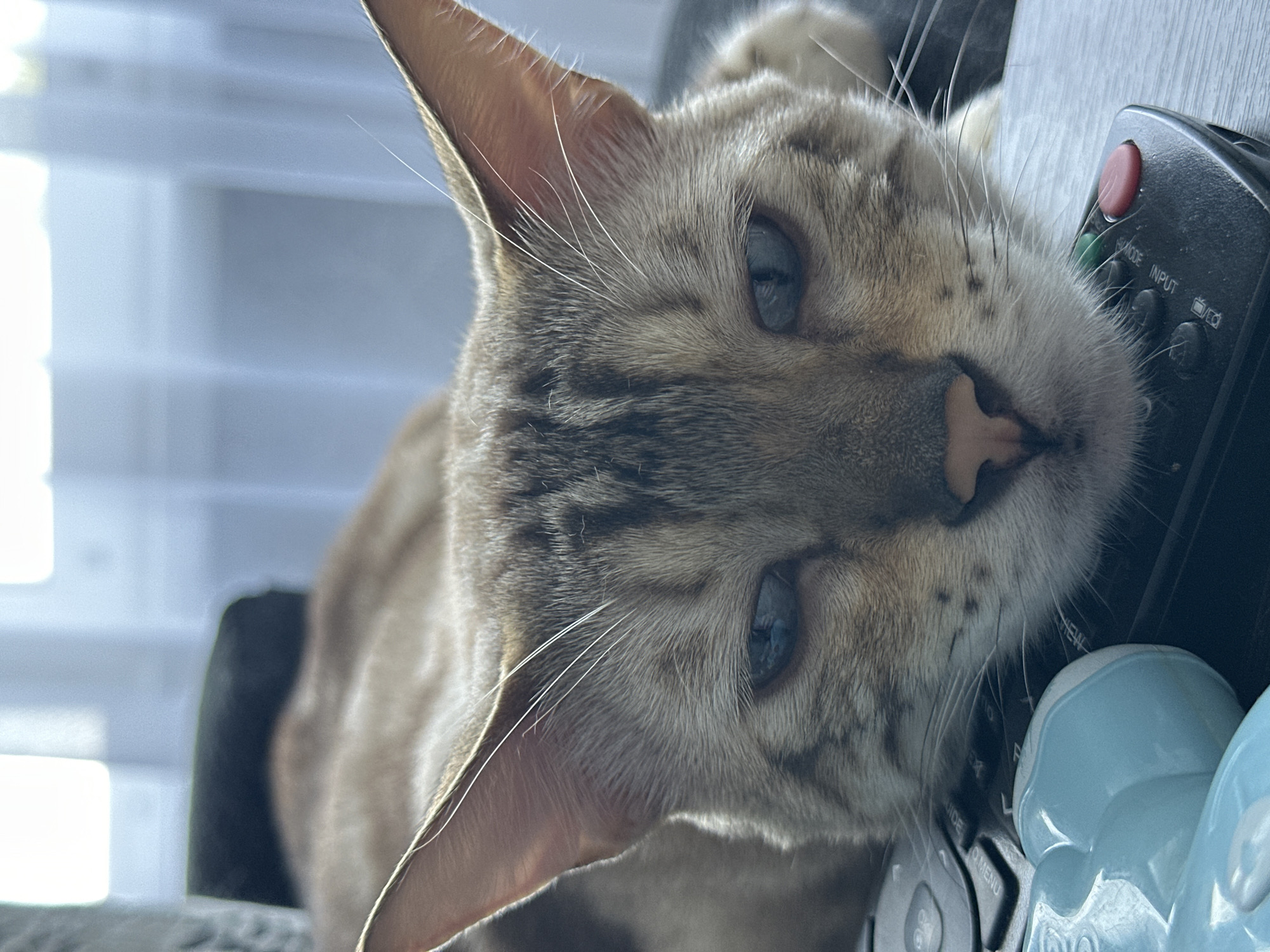 The image shows a close-up of a domestic cat, likely a Bengal breed due to its distinctive spotted coat and blue eyes. The cat is lying down, with its head resting on a black remote control. The background is blurred, but appears to be an indoor setting with natural light coming from a window with sheer curtains. The cat's face is the primary focus, with its eyes partially closed, giving it a sleepy or relaxed appearance. The image was taken in Gornyi Erik, Russia.