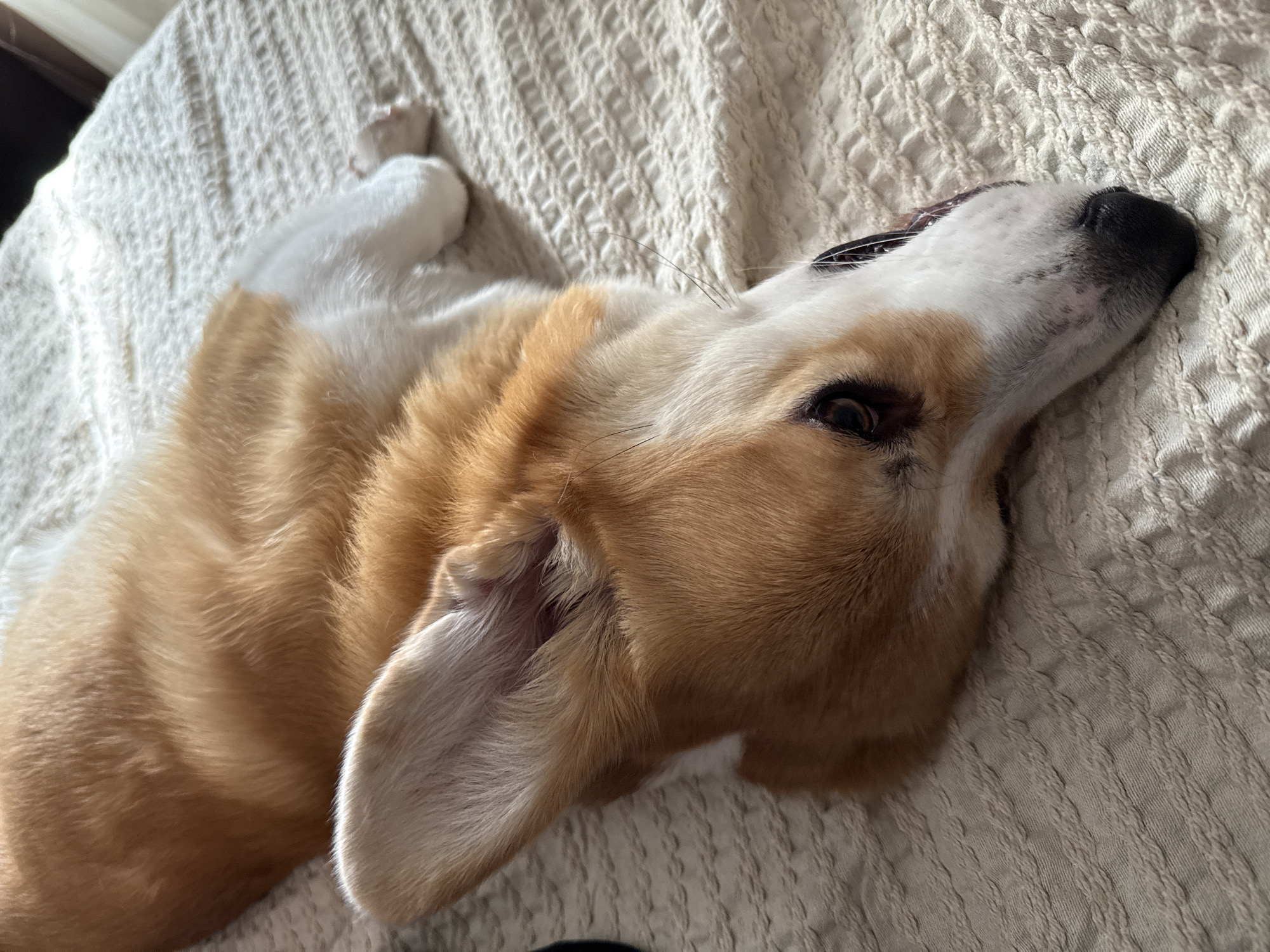 A corgi dog is lying on its back on a textured, off-white blanket. The dog has orange and white fur. Its black nose is visible, and one ear is clearly visible. The dog's paws are also visible in the top left corner of the image. The location is unknown.