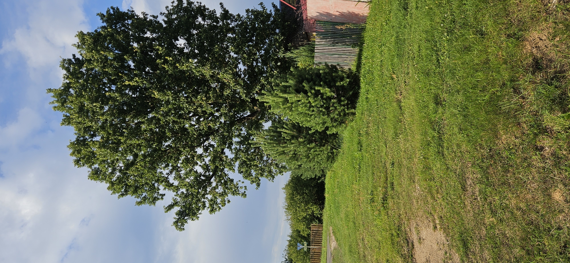 In a rural setting in Мазалаўскі сельскі Савет, Belarus, the image captures a bright, sunny day with a blue sky dotted with white clouds. A large, mature oak tree dominates the background, its lush green foliage reaching towards the sky. In front of the oak tree are two smaller, conical evergreen trees, likely pines, adding a contrasting texture and shape to the scene.
To the right, a weathered, vertical wooden fence runs along the edge of a property, partly obscured by the trees. A portion of a building, painted a light pink, is visible behind the fence, with a red-tiled roof peaking above.
The foreground features a gently sloping, well-maintained lawn of vibrant green grass, interspersed with some dry patches and weeds. To the left, a dirt path or unpaved road curves into the scene, bordered by more greenery and a rustic wooden fence. A small sign with Cyrillic text, possibly indicating a forest area ("ЛЕСНАЯ"), is mounted on a post near the road. The overall impression is one of a peaceful, natural landscape characteristic of the Belarusian countryside.