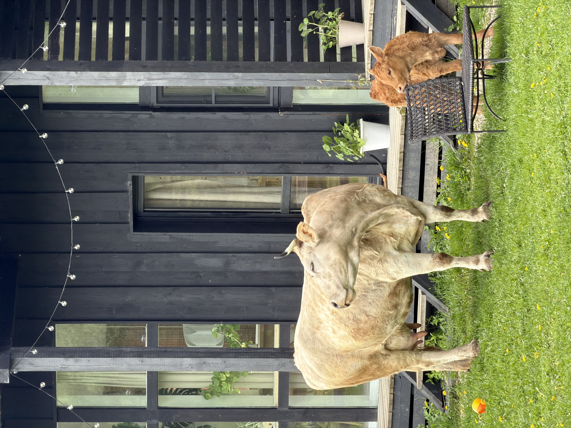 The image shows a yard in Prudki, Russia with a modern, dark-colored house. The house has multiple windows and string lights along the side. In the foreground, a large, light-colored cow stands on the green grass. A smaller, reddish-brown calf is lying down on a chair on a deck attached to the house. There is also a flower pot with greenery visible on the deck. An orange ball sits on the grass in the lower right corner of the image.