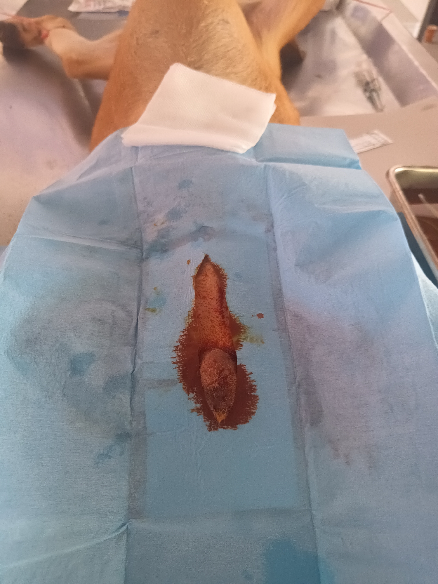 The image depicts a close-up scene from a veterinary clinic in Thong Sala, Thailand, focusing on a medical procedure. In the foreground, a blue disposable surgical drape is laid out, significantly stained with a dark reddish-brown antiseptic solution, likely iodine, and possibly some bodily fluids.
Prominently featured in the center of the drape is an elongated, lumpy, dark reddish-brown mass, consistent with excised tissue, possibly a tumor, polyp, or other growth, with a somewhat fibrous or fleshy texture. This mass is surrounded by a pool of the staining fluid.
In the blurred background, a light brown dog is visible, lying on its back. The animal appears to be sedated or anesthetized, with only its hindquarters and part of its body discernible. A clean white gauze pad rests on the blue drape near the dog's rear. Further background elements include medical equipment such as an intravenous (IV) line and what might be a syringe, visible on a stainless steel surface. A small metal tray and a white, unreadable label are also present on the right side. The overall scene suggests a surgical intervention or a diagnostic procedure being performed on the animal.