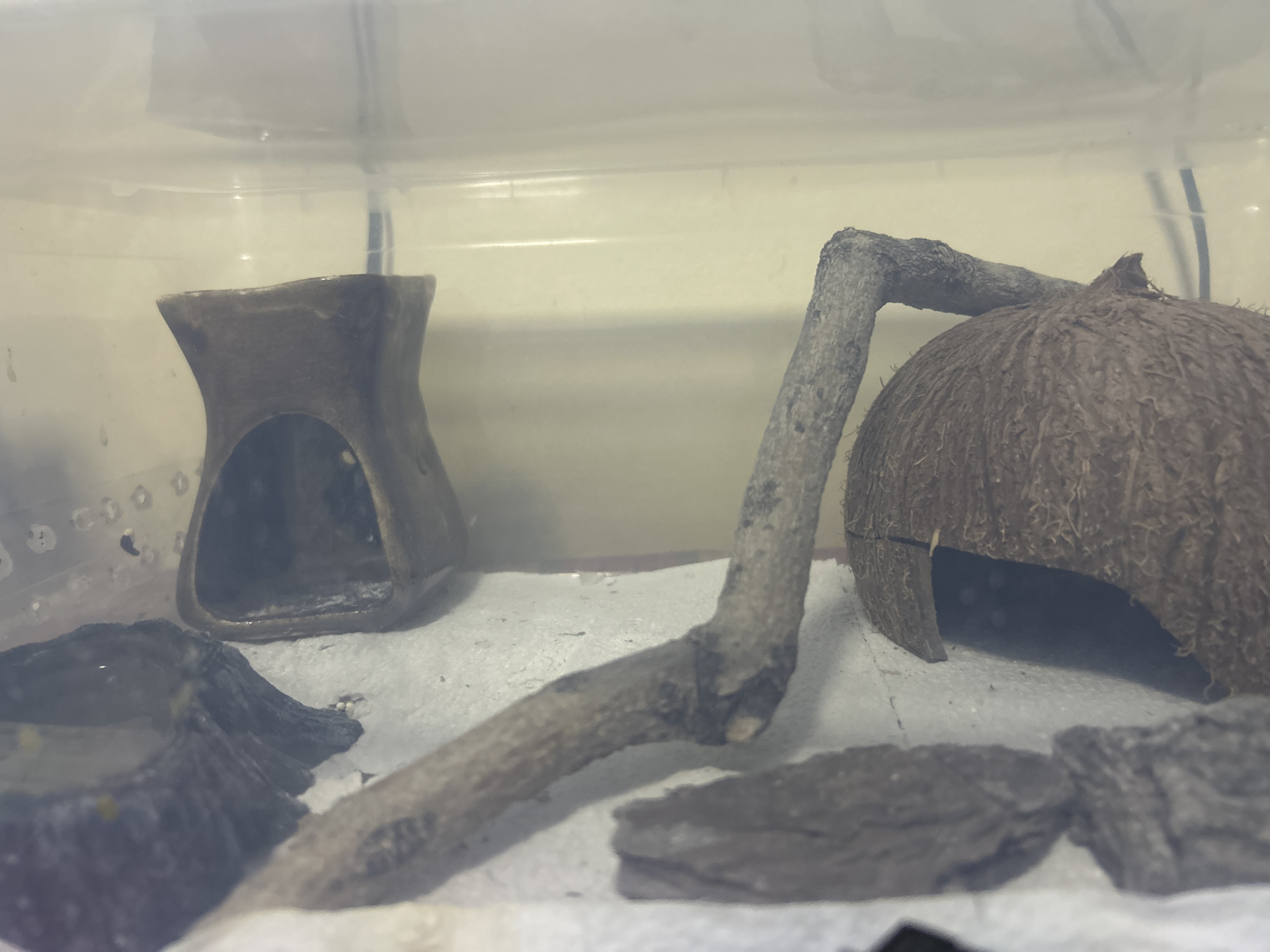 The image shows a small habitat, likely for a pet reptile, enclosed in a clear plastic container. The substrate appears to be white sand or paper towels. Prominently featured are a ceramic hide, a halved coconut shell serving as another hide, and a piece of driftwood. There is also a dark-colored dish or rock formation on the left side, possibly a water or food dish, with a small amount of liquid visible. The environment is artificial and designed to mimic a natural habitat for a small animal. There is no indication of a specific location in Buenos Aires, Argentina, or any other city.