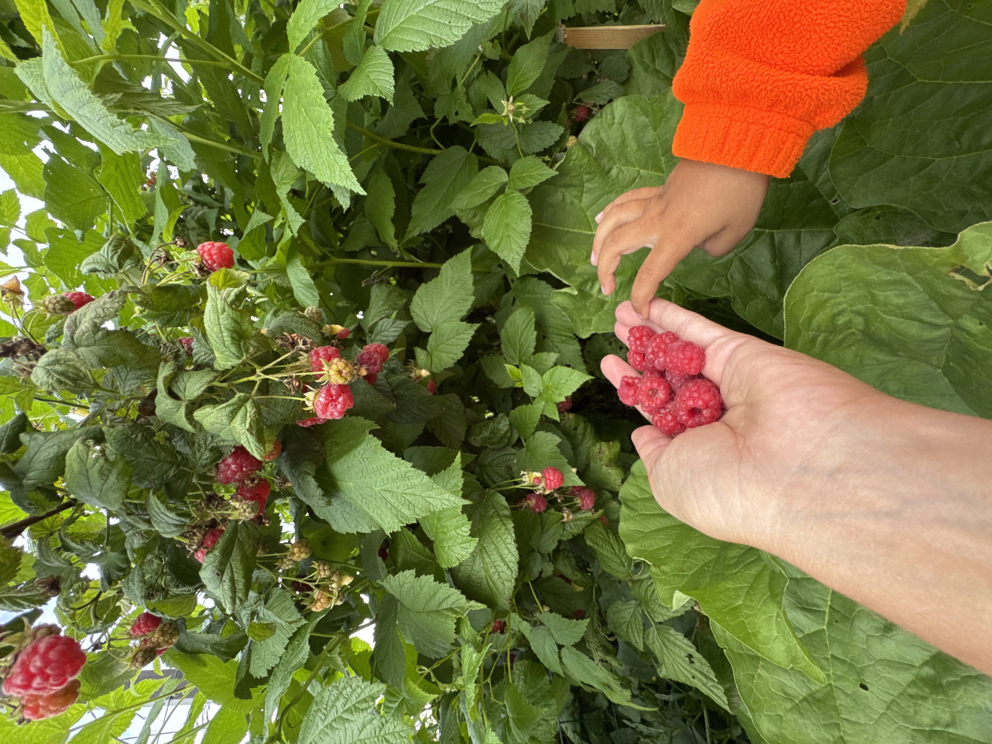 A close-up, over-the-shoulder shot captures two hands reaching towards a cluster of freshly picked raspberries. In the foreground, a mature hand, with visible veins and light skin tone, cradles a handful of bright red raspberries. Adjacent to it, a smaller, child's hand, with darker skin tone and wearing a vibrant orange, fuzzy sleeve, extends towards the berries. The background is dominated by a lush raspberry bush, with abundant green leaves and numerous ripe raspberries hanging from branches, some still attached to the plant and others partially obscured by foliage. The setting appears to be outdoors, possibly in a garden or farm, given the natural growth of the raspberry bush and the presence of large, textured green leaves that could belong to rhubarb or a similar plant. The scene is lit by natural daylight, creating soft shadows and highlighting the vibrant colors of the fruit and clothing. This image was taken in the city of Kempelevo, Russia, indicated by the context provided.