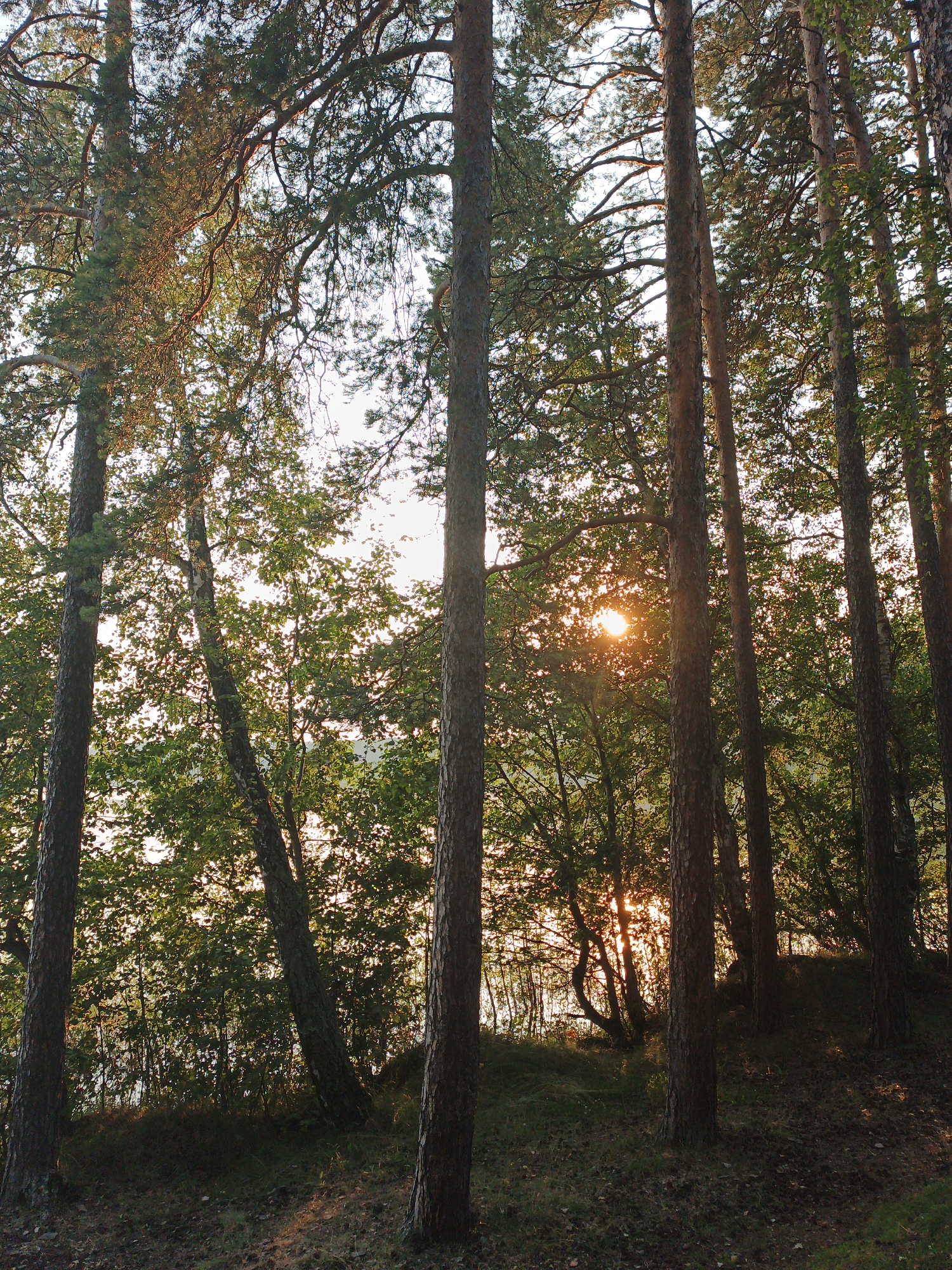 The image depicts a view of a forest in Nepryakhinskoye Sel'skoye Poseleniye, Russia. The foreground is dominated by several tall pine trees with textured bark. The ground is covered with dry pine needles and patches of grass, with sunlight casting dappled shadows. In the background, the sun is setting through the dense foliage of trees, creating a warm, golden glow and lens flare. A body of water, likely a lake or river, is visible through the trees, reflecting the light. The overall atmosphere is serene and natural. There are no people or animals visible in the image.