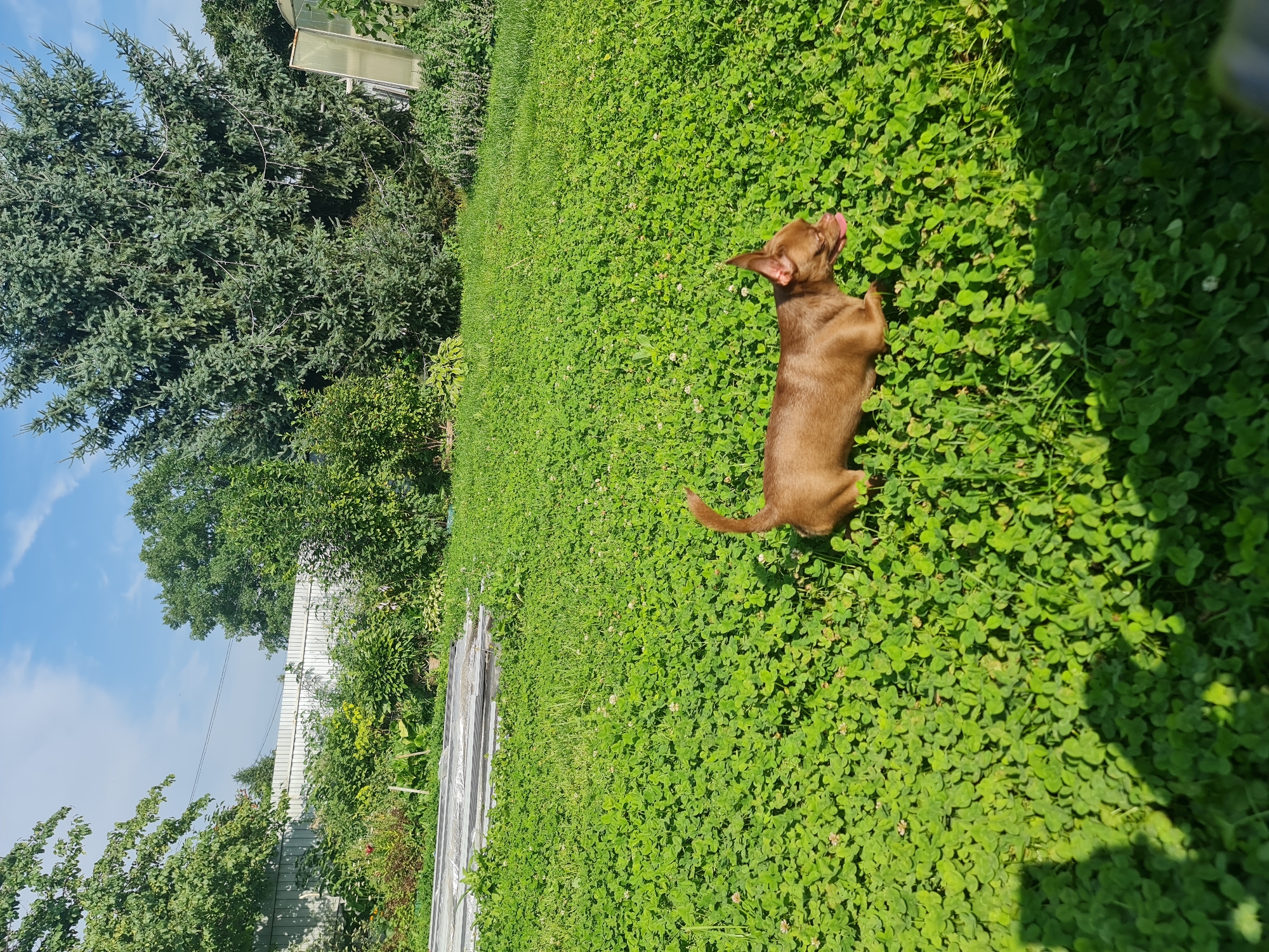 A brown chihuahua is walking through a grassy yard with a clover patch under a bright, partially cloudy blue sky. The dog is facing right and has its tongue out. In the background, there is a white fence, various trees, and a greenhouse. The yard appears to be in a suburban area.