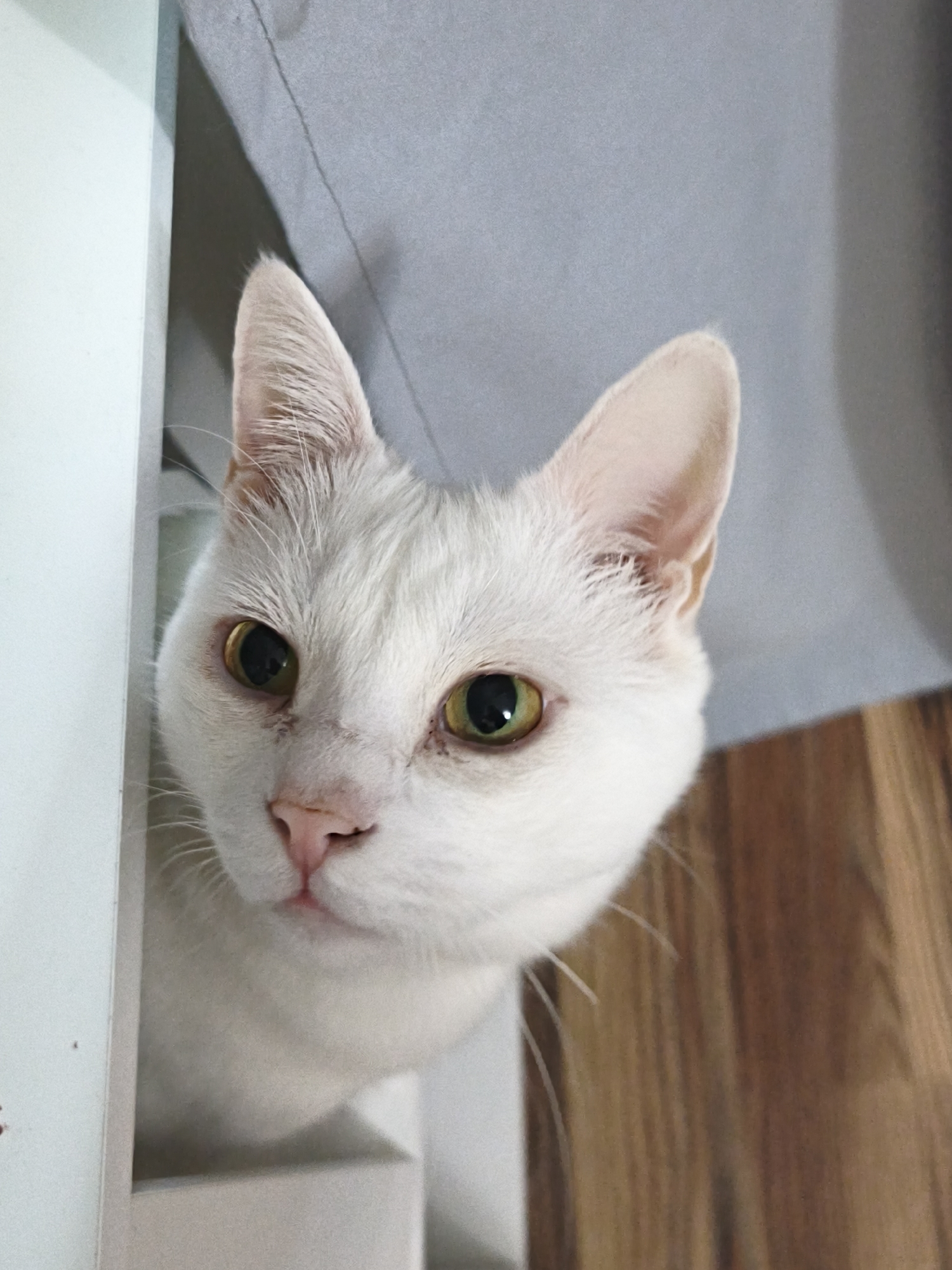A close-up shot features a white cat with green eyes peeking from behind a white object, possibly a doorframe or cabinet. The cat has a pink nose and visible white whiskers. Behind the cat are a light gray cloth or curtain and a portion of a wooden floor. The image does not contain any information that allows for the determination of its location, including Sevastopol, Ukraine.