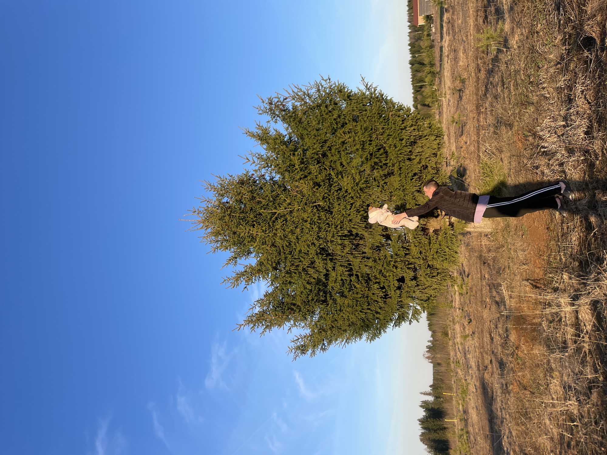 An outdoor, vertically oriented image captures an adult holding a baby near a large evergreen tree under a clear blue sky in Podshivalovo, Russia.
The main subjects are an adult, who appears to be a male, dressed in a dark jacket, black pants with white side stripes, and a purple band around the waist. He is holding a baby or small child, dressed in light-colored, possibly cream or white, full-body clothing. The adult holds the baby aloft with outstretched arms, engaging in a moment of playful interaction.
The setting is a natural, rural or semi-rural landscape. A prominent, large, and dense evergreen tree with dark green needles is situated behind the adult and child. The ground is covered with dry, brown grass and sparse, dormant vegetation, suggesting late winter or early spring conditions. In the background, a distant forest line can be seen, along with a small building or house featuring a reddish roof on the horizon. The sky is a bright, clear blue, with a few wispy white clouds visible.
The time of day appears to be late afternoon or early evening, indicated by the low angle of the sunlight and the long shadows cast on the ground. The weather is clear and bright. The overall impression is one of gentle, affectionate play in a serene natural environment. No text is visible in the image.