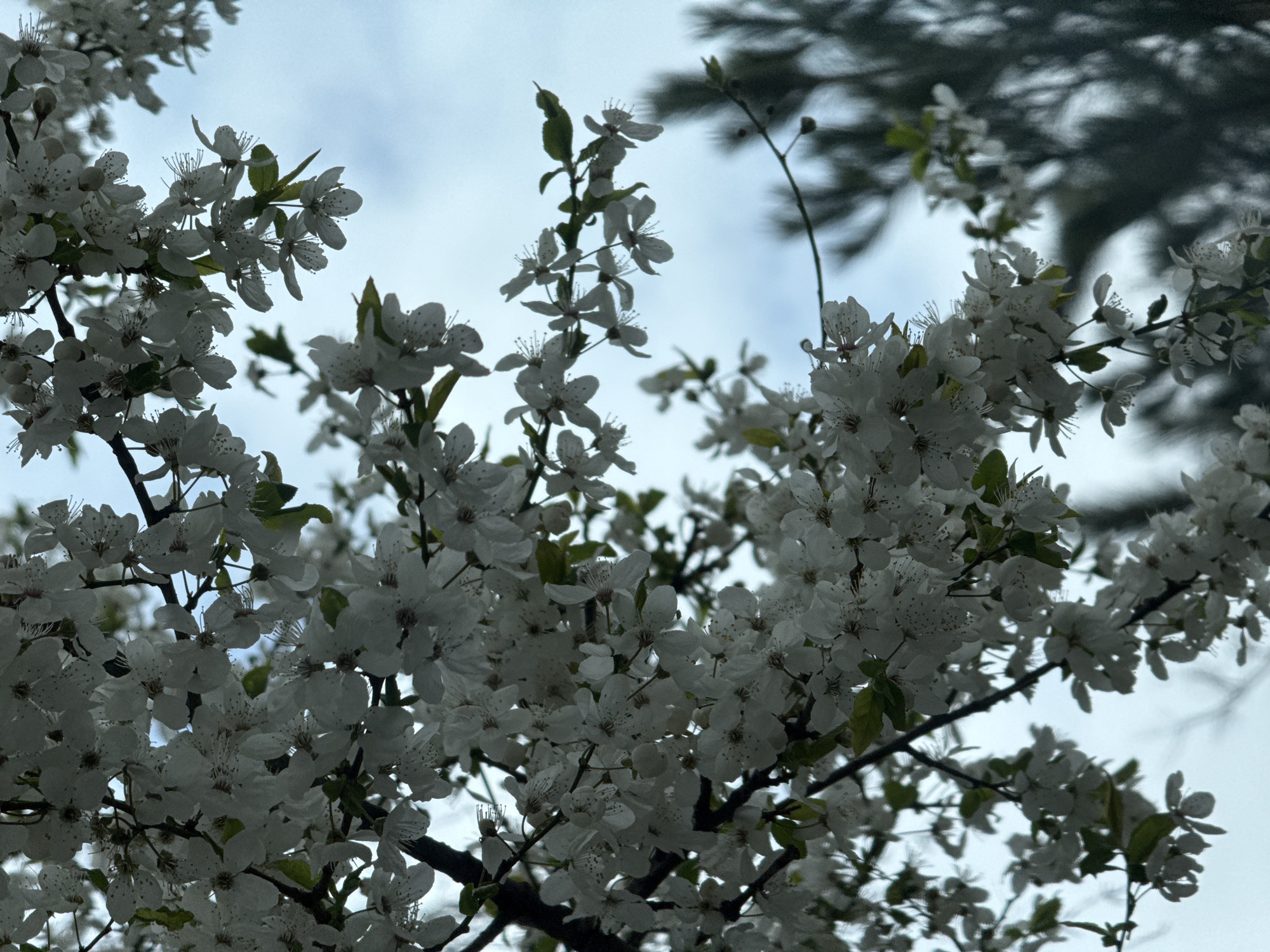 The image features a close-up view of a tree in full bloom with white flowers against a cloudy sky. The flowers are the primary focus, densely clustered on the branches. Some green leaves are visible among the blossoms. In the upper right corner, a dark, out-of-focus tree branch provides a contrasting background element. The image was likely taken outdoors during the daytime. Given the presence of blossoming trees and the description request for Sofia, Bulgaria, it is plausible the image was taken in a park or garden within the city during springtime. No people are visible in the image.