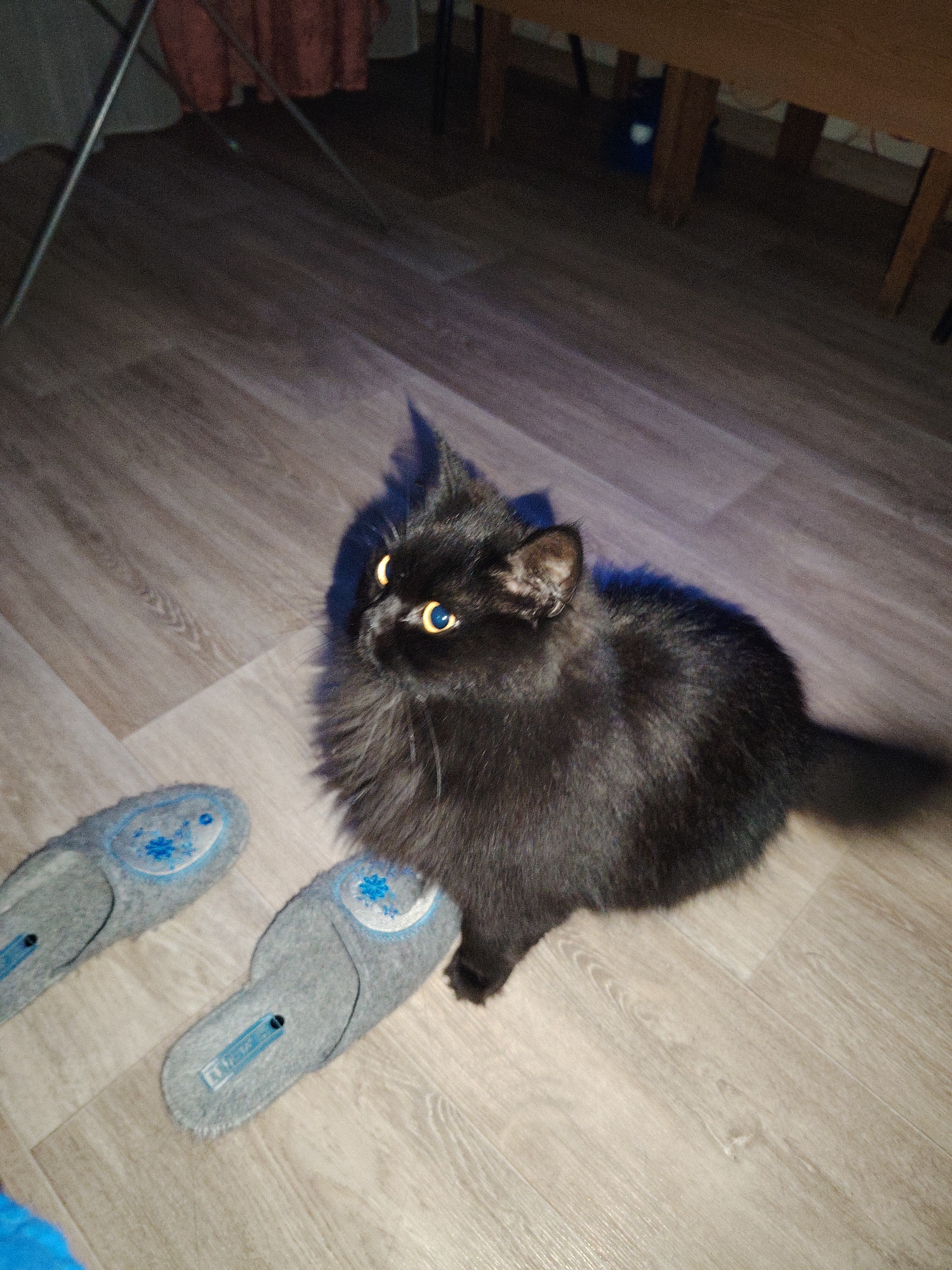 A high-angle shot captures a black cat indoors. The cat is sitting on a wood-look laminate floor next to a pair of gray slippers with blue accents and floral designs. The cat has golden eyes and a fluffy coat. In the blurred background, there are the legs of a wooden table and part of what appears to be a metal folding chair. A section of a pink curtain is visible.