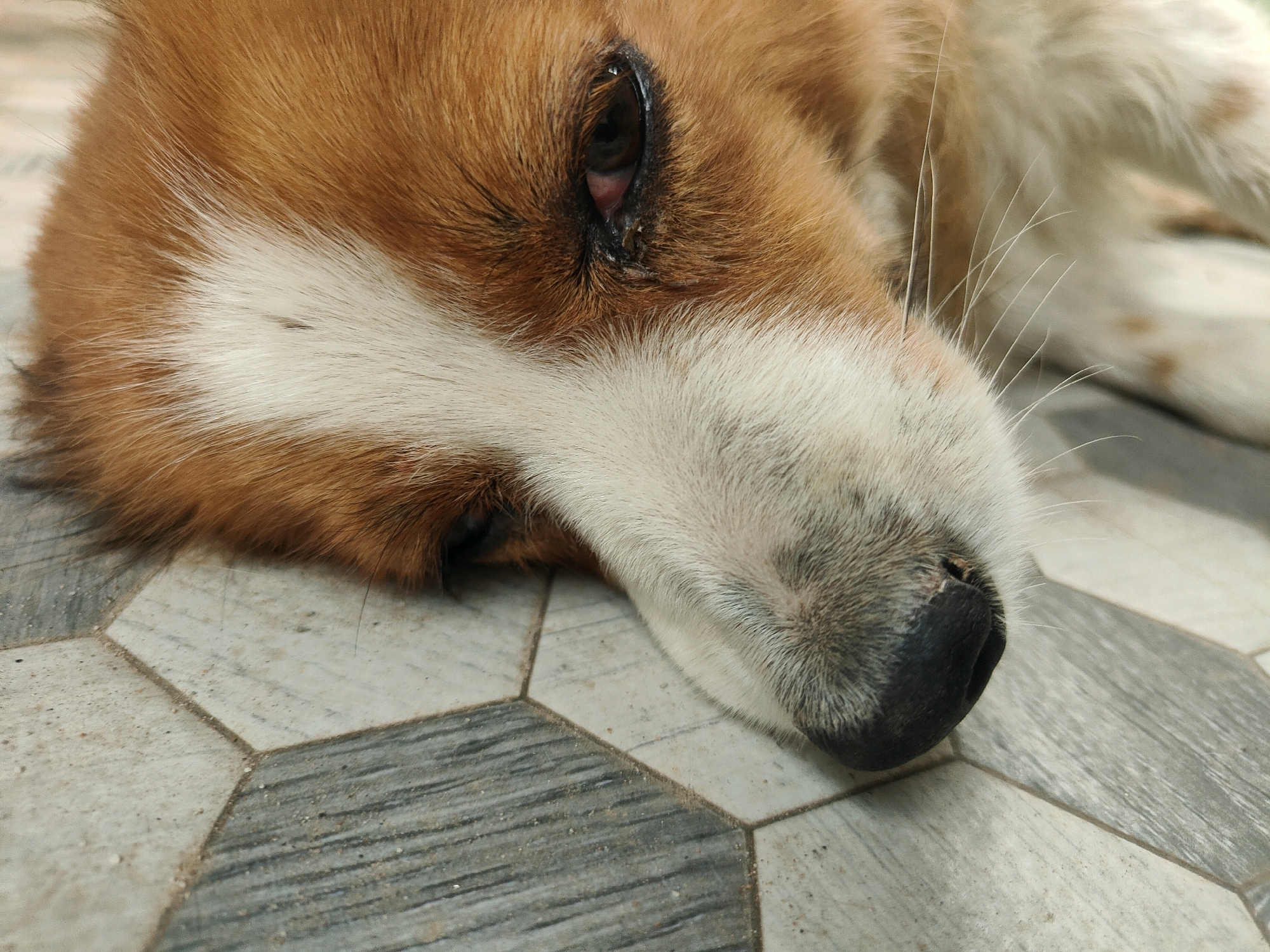 A close-up, eye-level shot shows the face of a dog lying on a patterned tiled floor. The dog's fur is a mix of brown and white, with the brown fur dominant on the top of its head and around its eye. The white fur covers its muzzle and part of its chest. The dog's eye is open, revealing a dark iris and a red, slightly irritated inner eye. Its nose is black and appears wet. The tiled floor is made of interlocking hexagonal and rectangular tiles in shades of grey and off-white. The lighting is natural, casting soft shadows. No people are visible in the image, and no specific location in Karapalli, India can be identified.