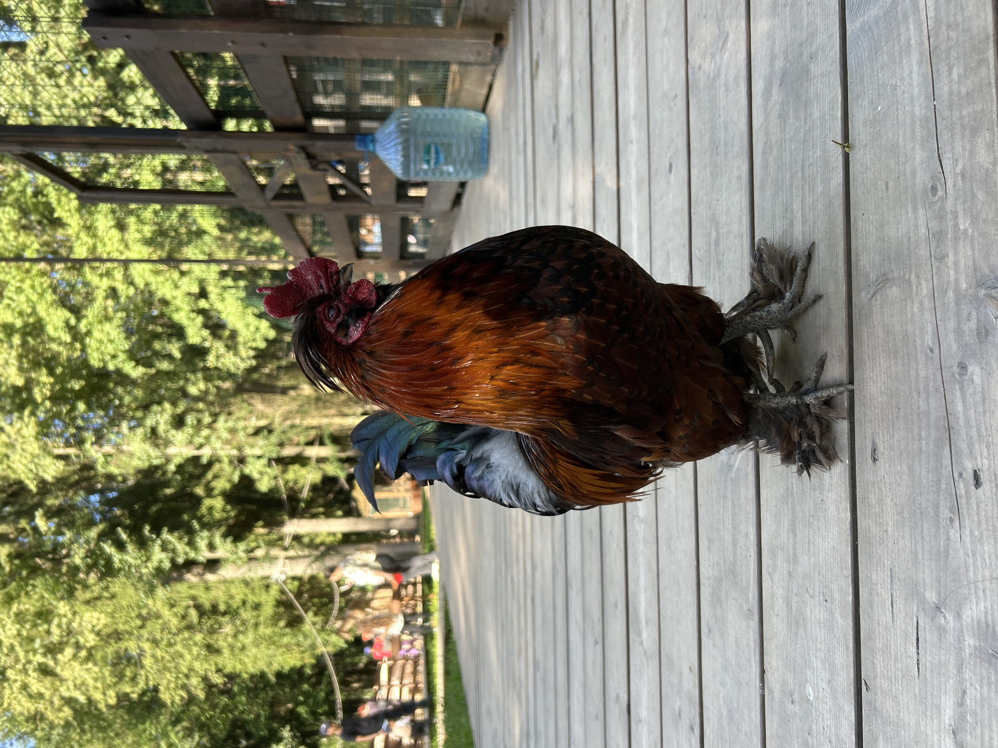 A full-body shot captures a rooster standing on a wooden boardwalk. The rooster is predominantly reddish-brown with iridescent blue and green tail feathers. Its legs are feathered, and its feet are splayed. The background features a wooden fence and lush green trees. Several people are visible in the distance, walking along the boardwalk and near enclosures. A large blue water jug stands against the fence on the right side of the image. The scene appears to be an outdoor zoo or animal park.