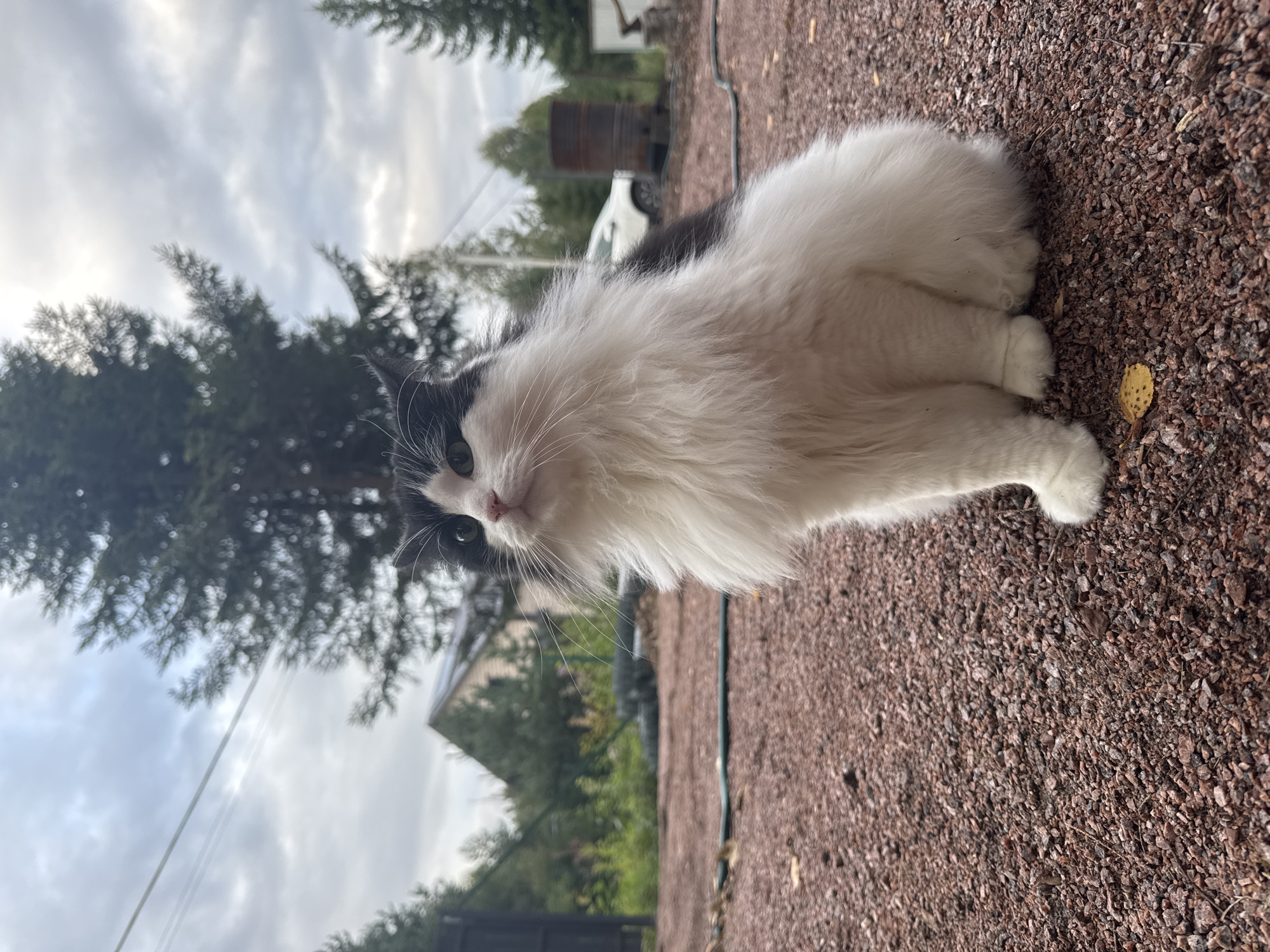 A medium-shot, eye-level, outdoor photograph captures a fluffy, black and white cat sitting on a gravel surface. The cat is facing the left side of the frame, with its head tilted slightly upwards and to the left, looking away from the camera. Its fur is long and appears somewhat disheveled. Behind the cat, a blurred background depicts trees, a house, a white car, and a rustic barrel. The sky above is overcast. The setting appears to be a rural or suburban environment. The specific location of Chayka, Russia is not discernible from the visual evidence in the image.