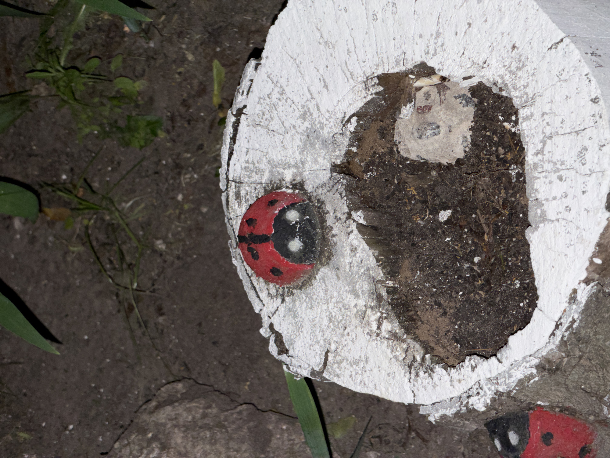 A close-up, eye-level shot shows two ladybug decorations on a painted tree stump. The larger ladybug is centered on the top of the stump, facing left. It is red with black spots and a black head with white eyes. The stump is white with visible cracks and a dark, hollowed-out center filled with dirt and debris. Part of a second, similar ladybug decoration is visible on the lower left side of the image. The background is dark and consists of dirt, small plants, and a large grey rock on the left. The scene is outdoors in what appears to be a garden or natural area.