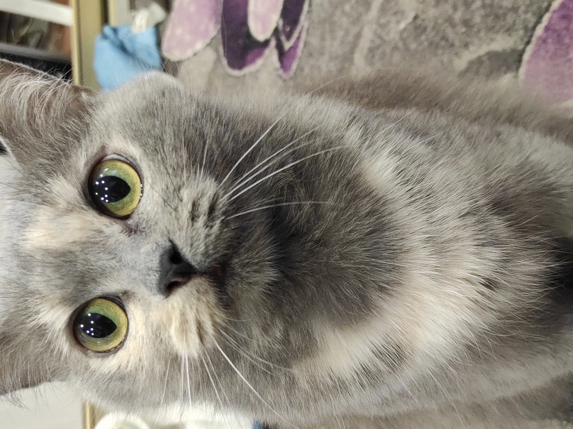This close-up portrait features a domestic cat, likely a British Shorthair or similar breed, captured in an indoor setting in Chaikovsky, Russia. The cat's face is oriented almost vertically within the frame, with its head tilted as it looks directly towards the viewer. Its fur is a dense mix of grey tones, ranging from darker charcoal grey to lighter silver and cream-white patches, particularly around its muzzle and chest. Long, delicate white whiskers extend from its cheeks.
The cat's large, round eyes are a prominent feature, displaying a striking green hue with hints of amber or yellow. The black, vertical pupils contain multiple distinct, bright white reflections, indicating the presence of artificial light sources. Its small nose is dark and centrally placed. The background is softly blurred, revealing indistinct shapes and colors, including hints of purple fabric (possibly a blanket or cushion) and a blue object, consistent with a home environment. The cat's expression appears curious and attentive. No visible text is present in the image.