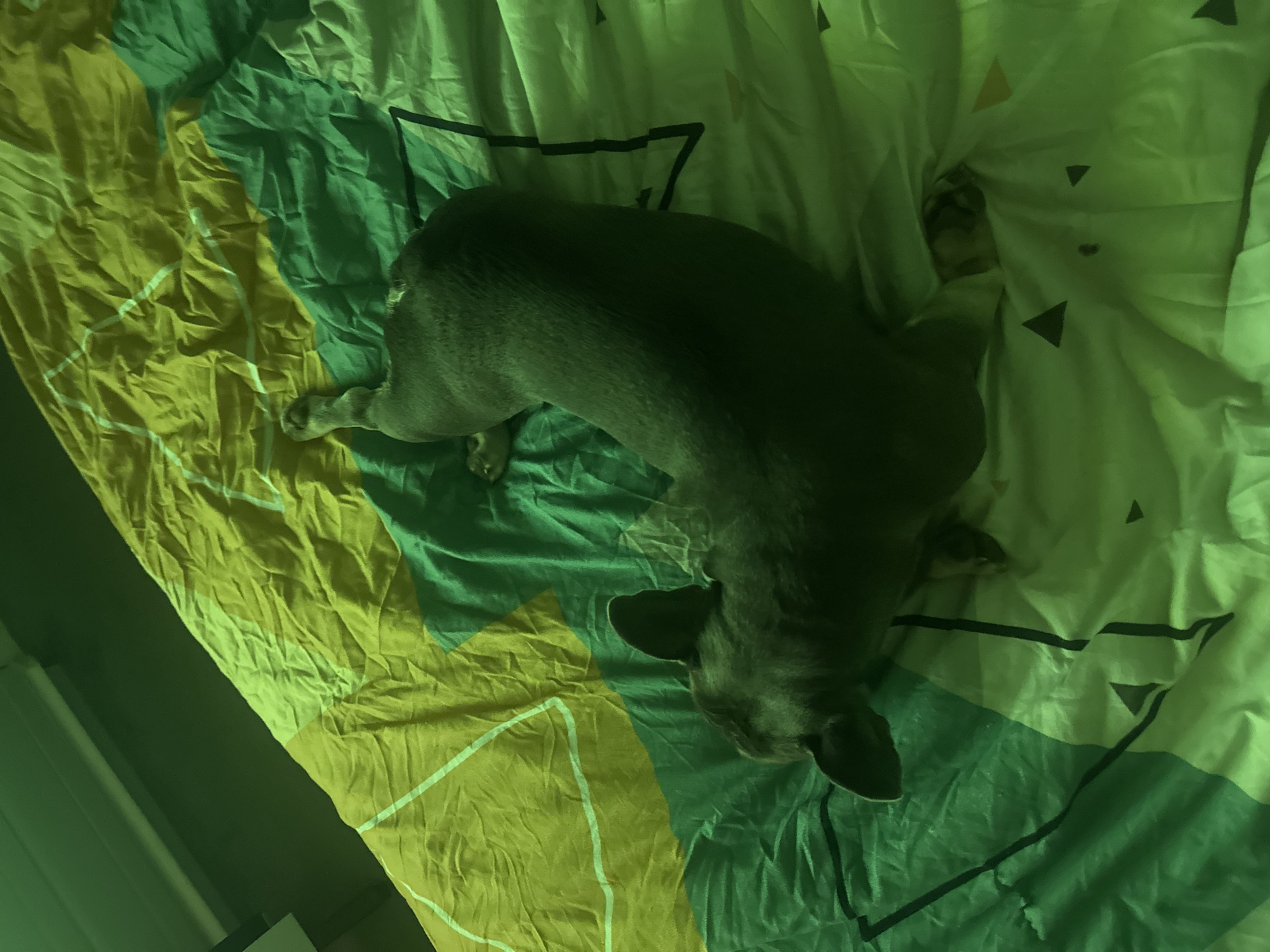 An overhead shot shows a dark-colored dog resting on a rumpled bedsheet. The dog, which appears to be a short-haired breed like a French Bulldog, has dark grey or blue-grey fur. It is lying stretched out and slightly curled, with its head turned away from the viewer and partially obscured by the folds of the sheet; only one ear is clearly visible.
The bedsheet features a prominent geometric pattern, primarily in shades of green and yellow-green. Large sections of lighter and darker green are separated by thick white lines, and the pattern also incorporates thin black lines and small black triangular shapes. The fabric is noticeably wrinkled, suggesting a soft texture.
The entire scene is cast in a strong green light, which gives the image a somewhat monochromatic appearance and affects the perception of the colors, especially the greens and the dog's fur. The dim, colored lighting suggests an indoor setting, possibly at night or in a room with specific ambient lighting. The dog appears relaxed and at ease, likely sleeping or simply resting comfortably. No text is visible in the image.